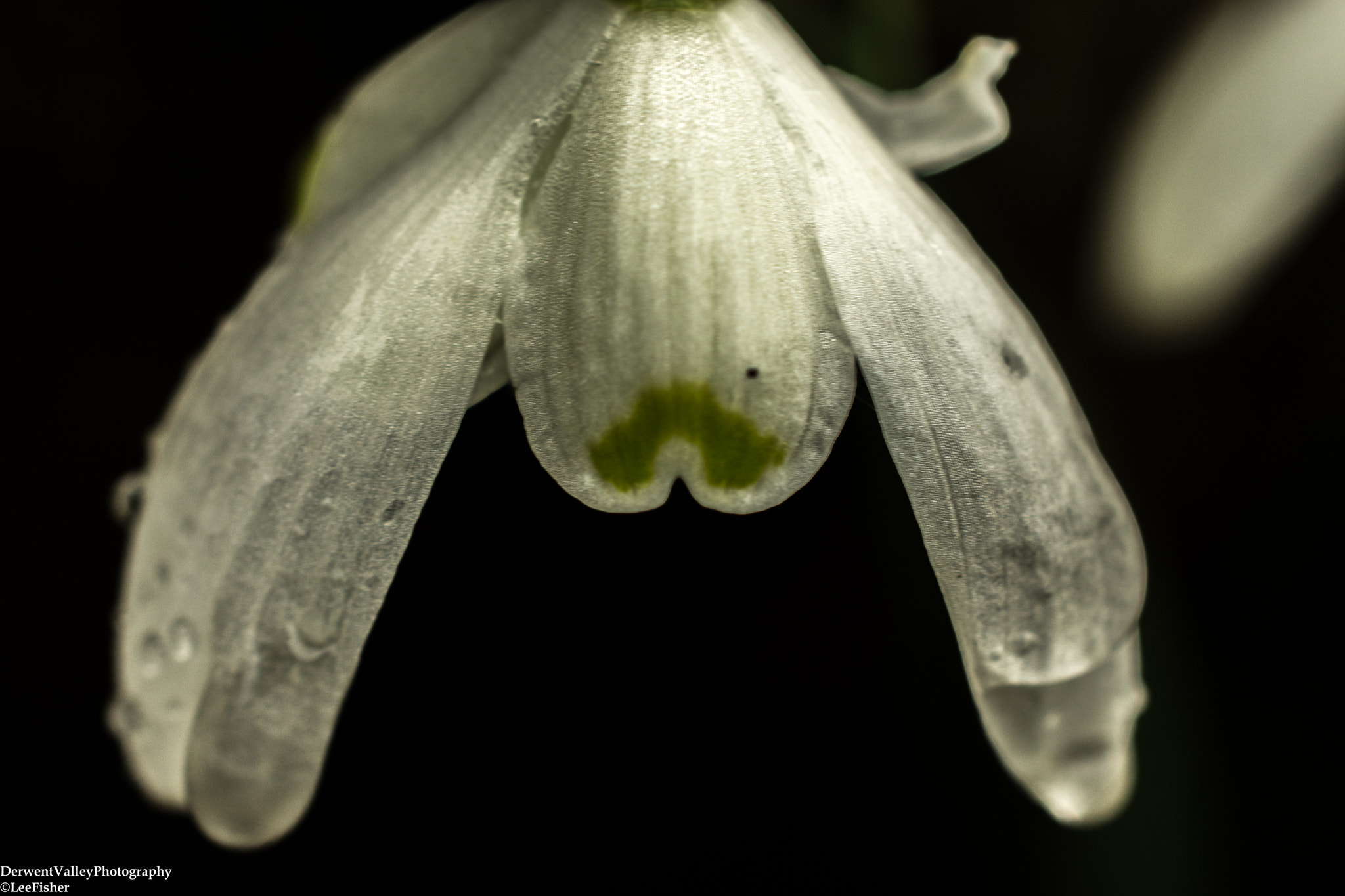 Nikon AF-S DX Micro Nikkor 40mm F2.8 sample photo. Snowdrop photography