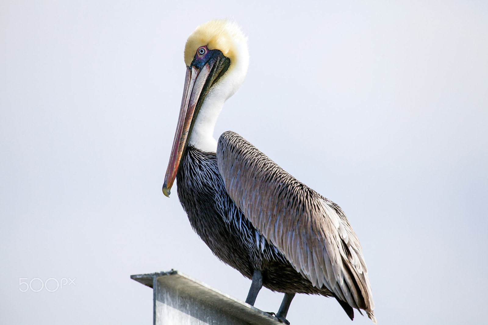 Canon EF 100-400mm F4.5-5.6L IS USM sample photo. Pelican photography