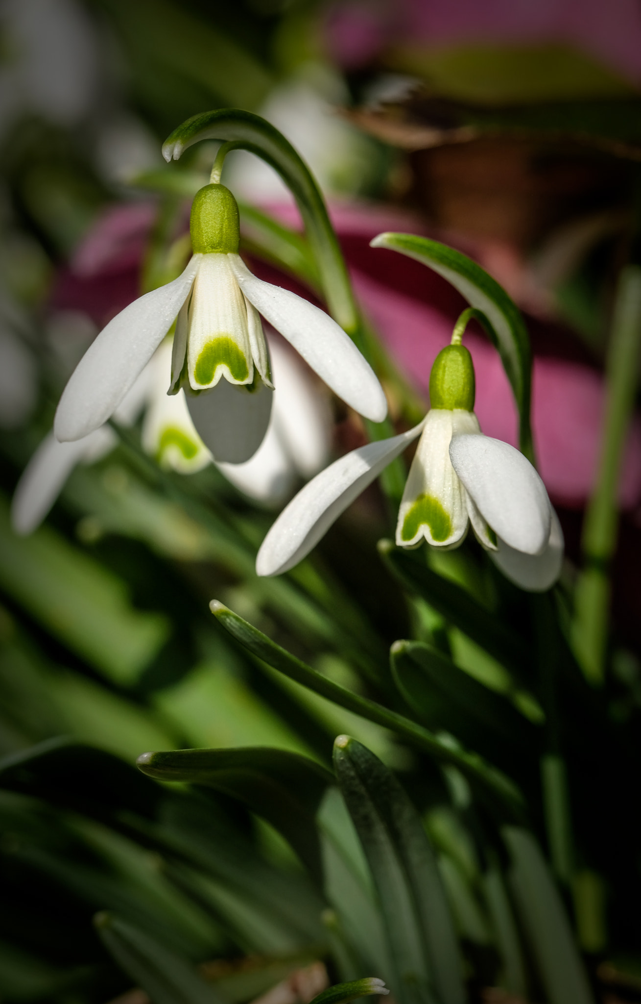 Fujifilm X-T2 + Fujifilm XF 90mm F2 R LM WR sample photo. Snowdrop 1 photography