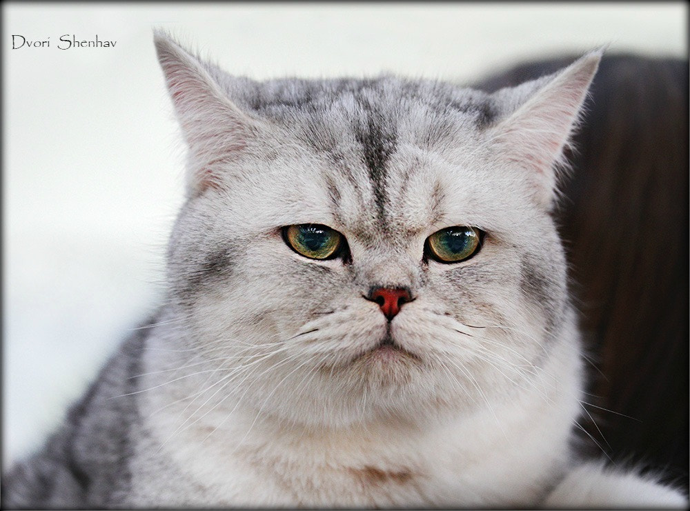 Canon EF 70-300mm F4-5.6L IS USM sample photo. Spoiled cat photography