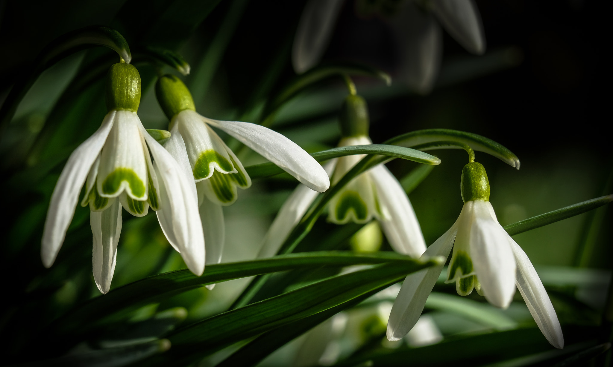 Fujifilm XF 90mm F2 R LM WR sample photo. Snowdrop 2 photography