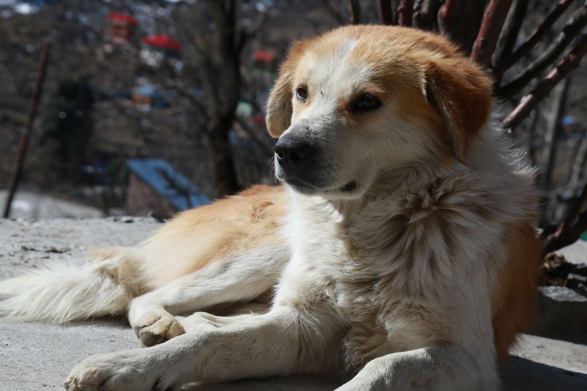 Canon EF 70-200mm F2.8L IS USM sample photo. #tosh#himachal photography