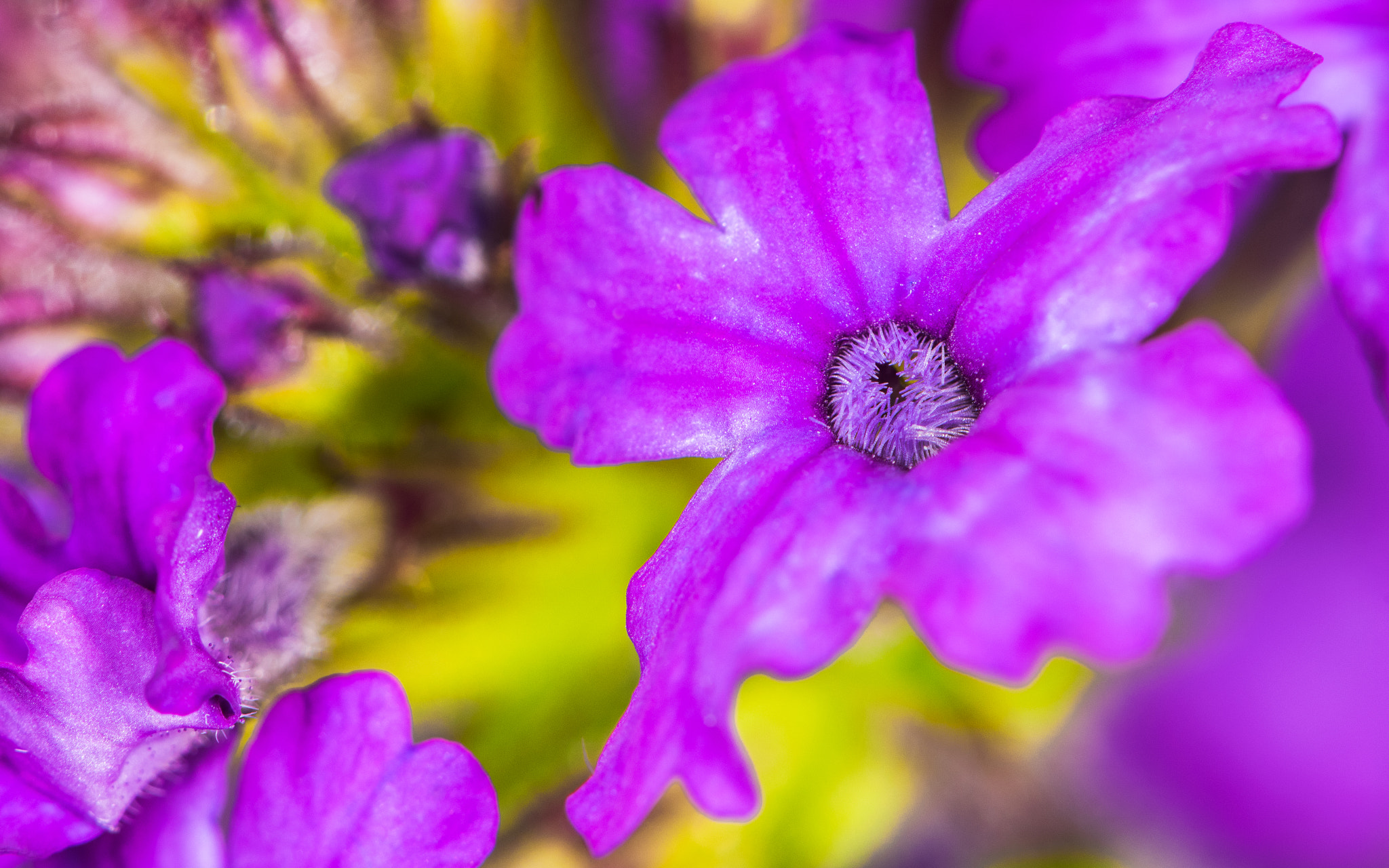 Nikon AF-S Micro-Nikkor 105mm F2.8G IF-ED VR sample photo. Verbena highlight photography