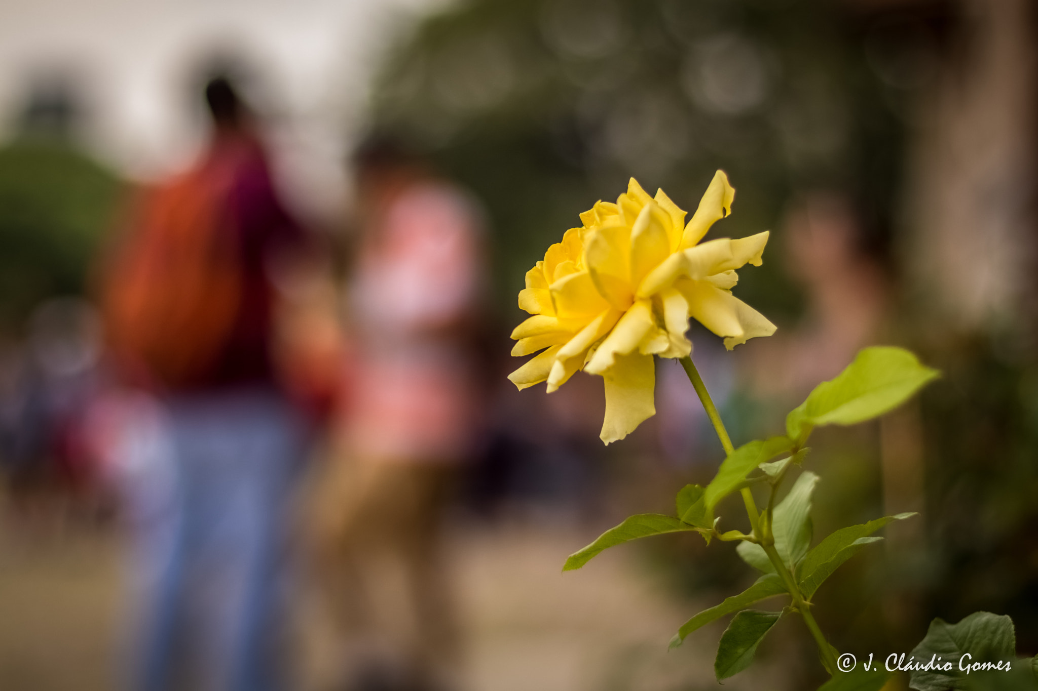 Canon EOS 80D + Canon EF 50mm F1.4 USM sample photo. Yellow rose photography