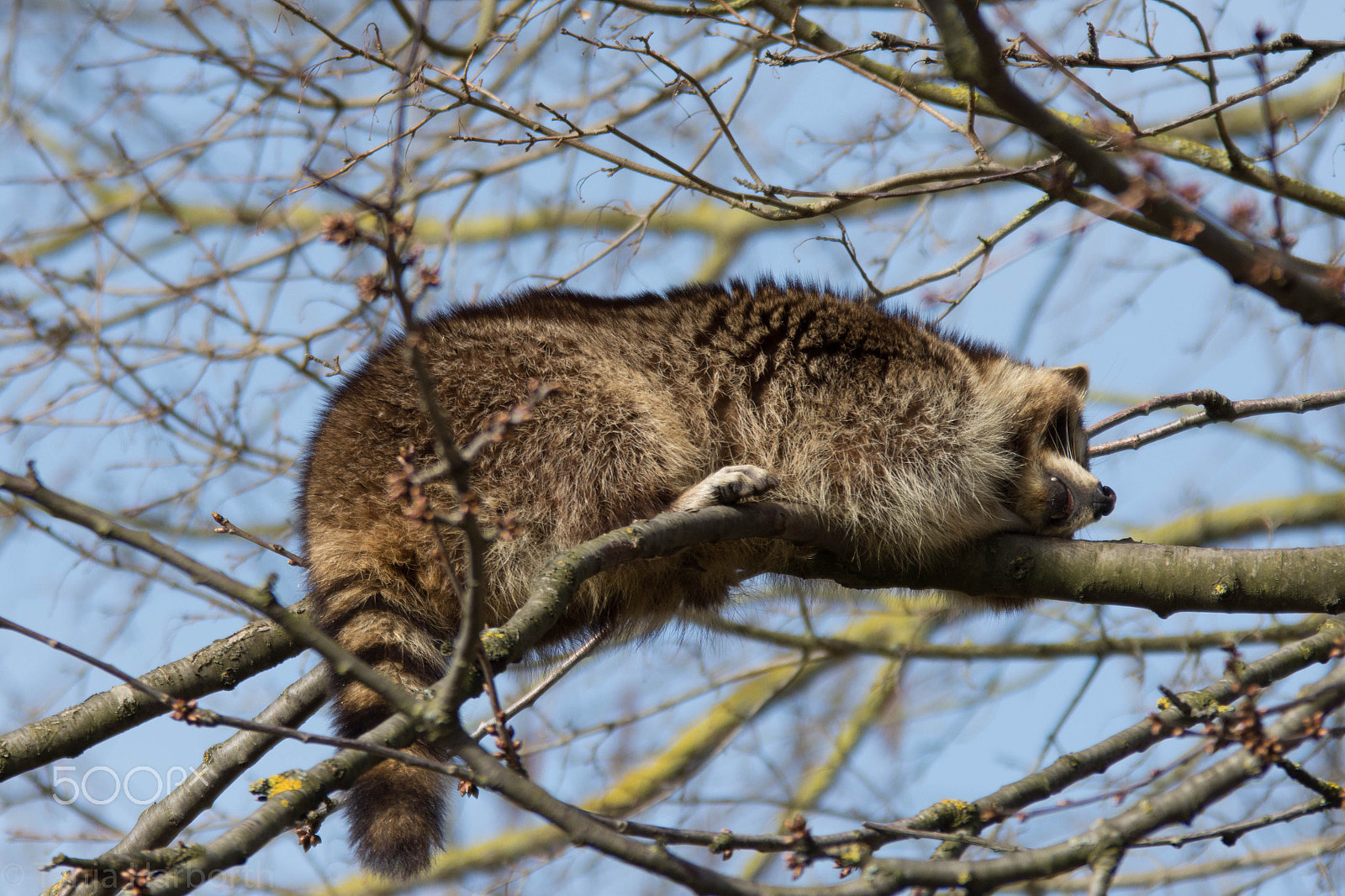 Sigma 70-200mm F2.8 EX DG OS HSM sample photo. A sleeping racoon photography