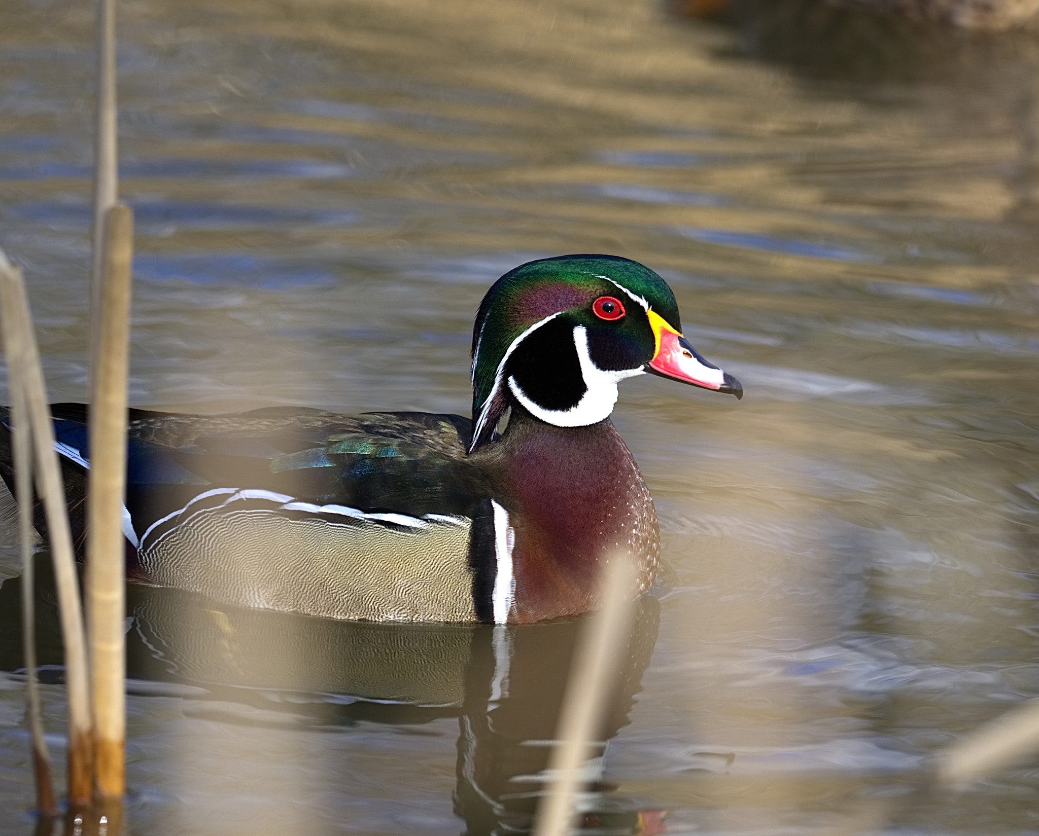 Olympus M.Zuiko Digital 300mm F4 IS Pro sample photo. Wood duck photography