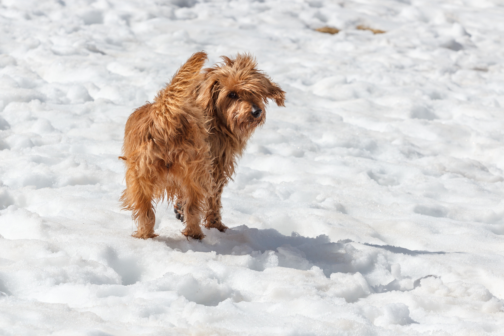 Canon EOS 600D (Rebel EOS T3i / EOS Kiss X5) + Canon EF 70-200mm F4L USM sample photo. Dog in the snow photography