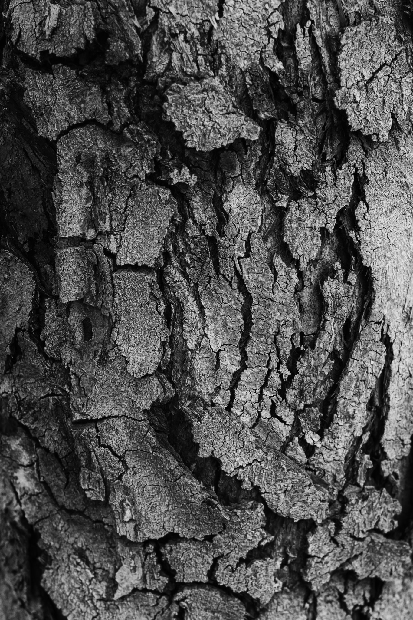 Sony a6000 + Minolta AF 50mm F1.7 sample photo. Tree bark texture photography