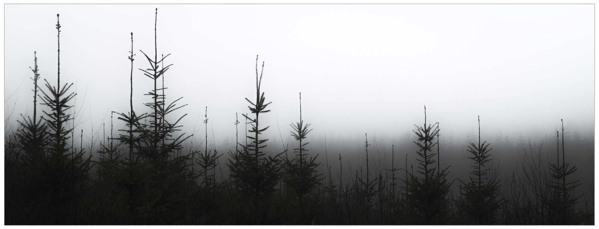 Sigma 17-50mm F2.8 EX DC HSM sample photo. Foggy day photography