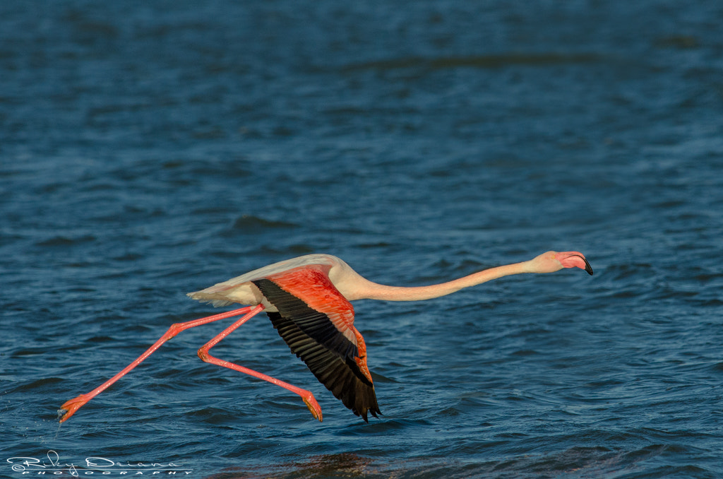 Nikon D7000 + Nikon AF-S Nikkor 300mm F4D ED-IF sample photo. Take-off photography