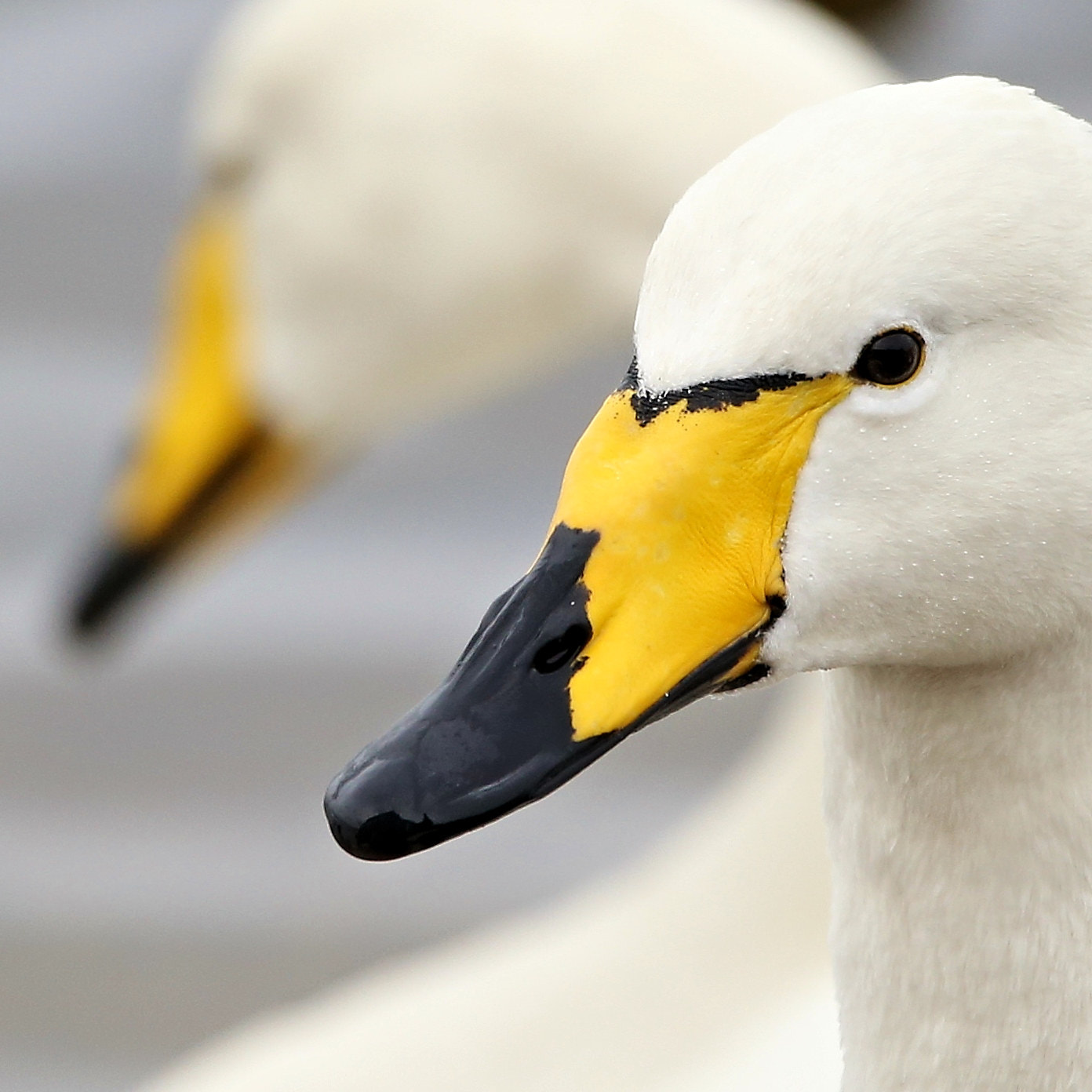 150-600mm F5-6.3 DG OS HSM | Contemporary 015 sample photo. Time for your closeup, mr whooper photography