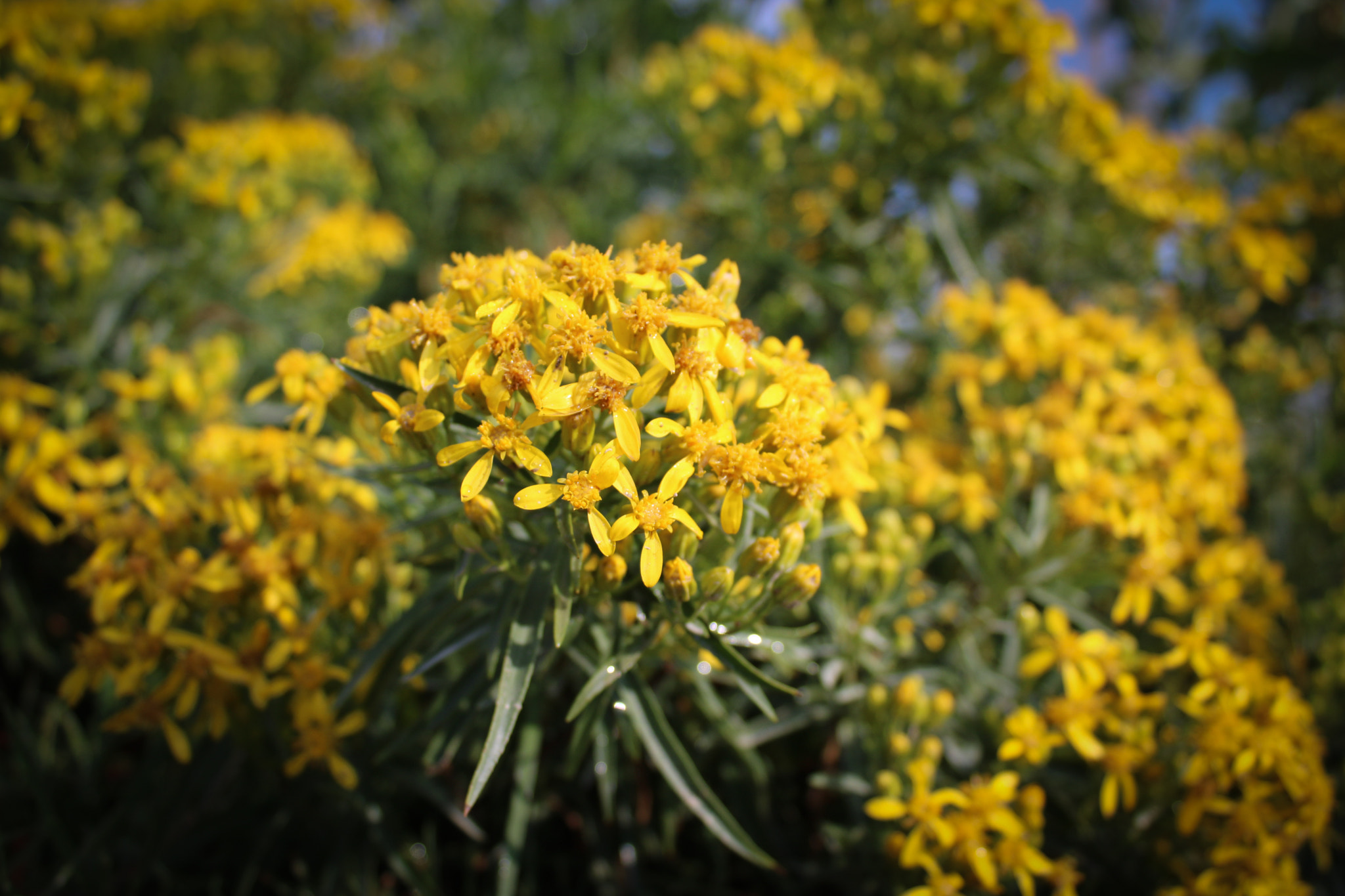 Canon EOS 750D (EOS Rebel T6i / EOS Kiss X8i) sample photo. Lamo photography