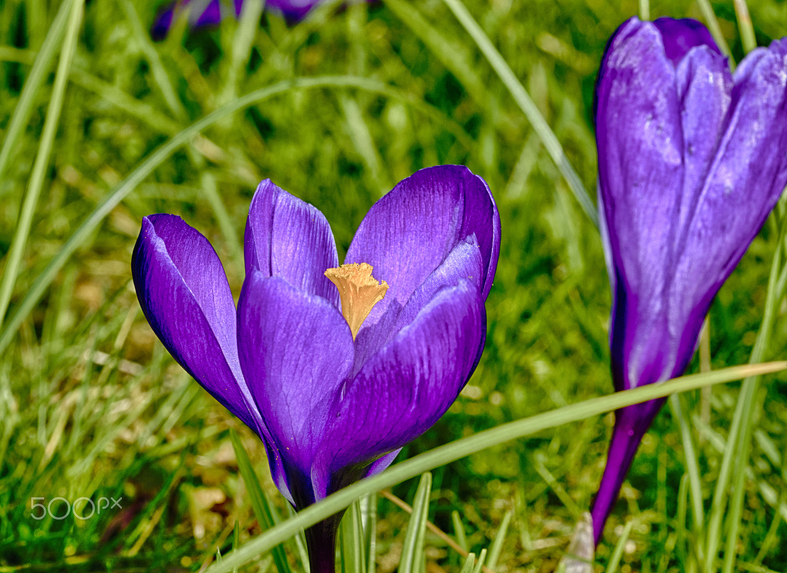 Sigma 105mm F2.8 EX DG OS HSM sample photo. Crocus from the side photography