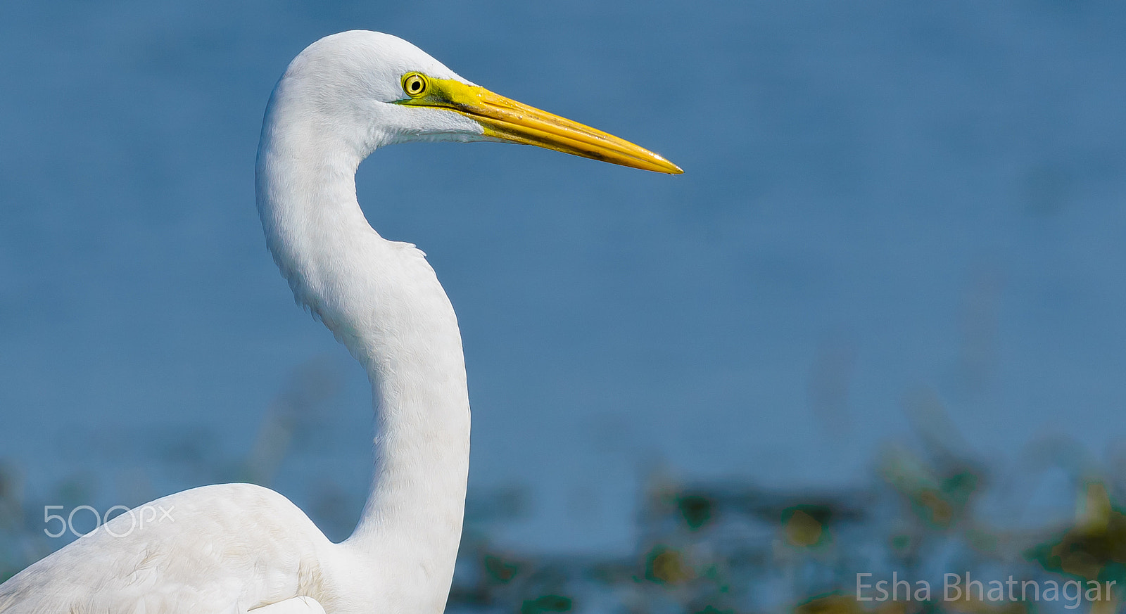 Nikon AF-S Nikkor 200-500mm F5.6E ED VR sample photo. Enhanced close view of intermediate egret bird photography