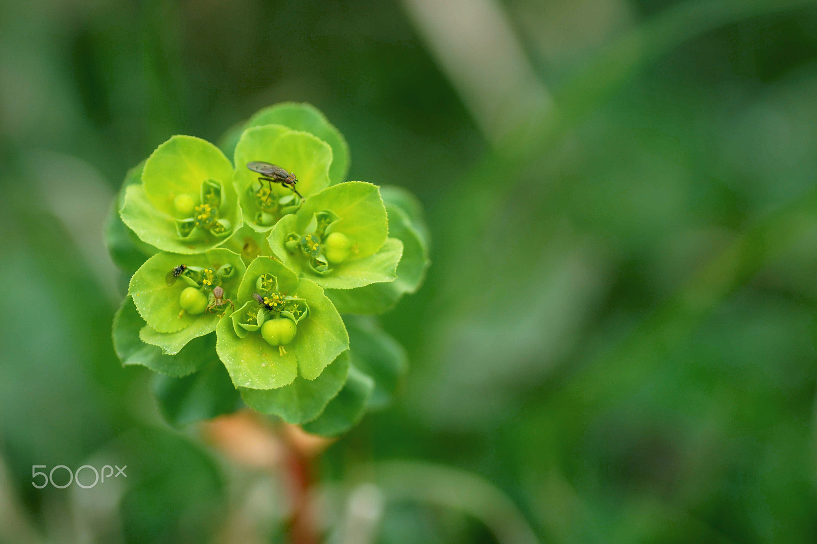 Sony a6000 + Tamron SP AF 90mm F2.8 Di Macro sample photo. La presa y el depredador photography