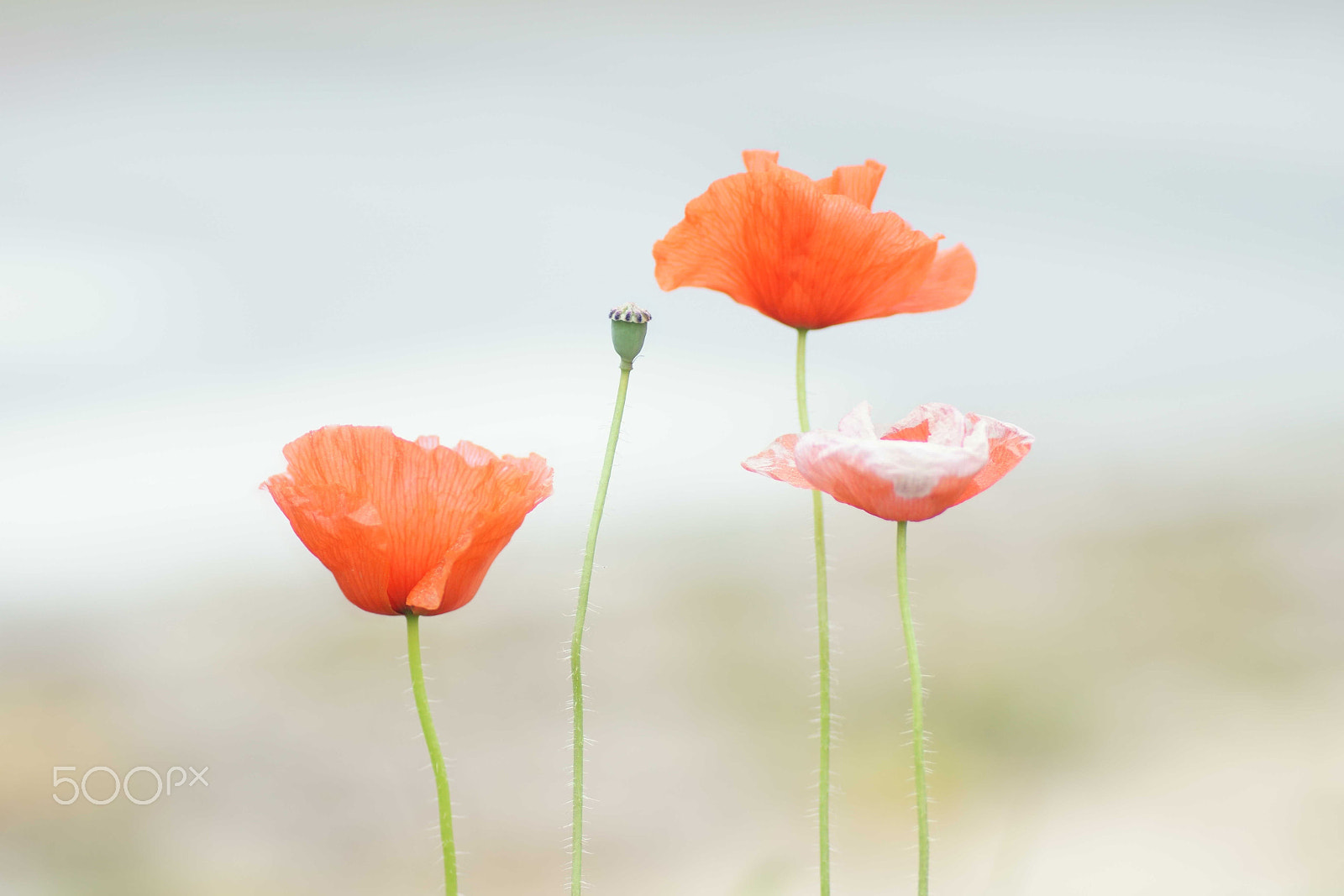 Sony a6000 + Tamron SP AF 90mm F2.8 Di Macro sample photo. Familia de amapolas photography