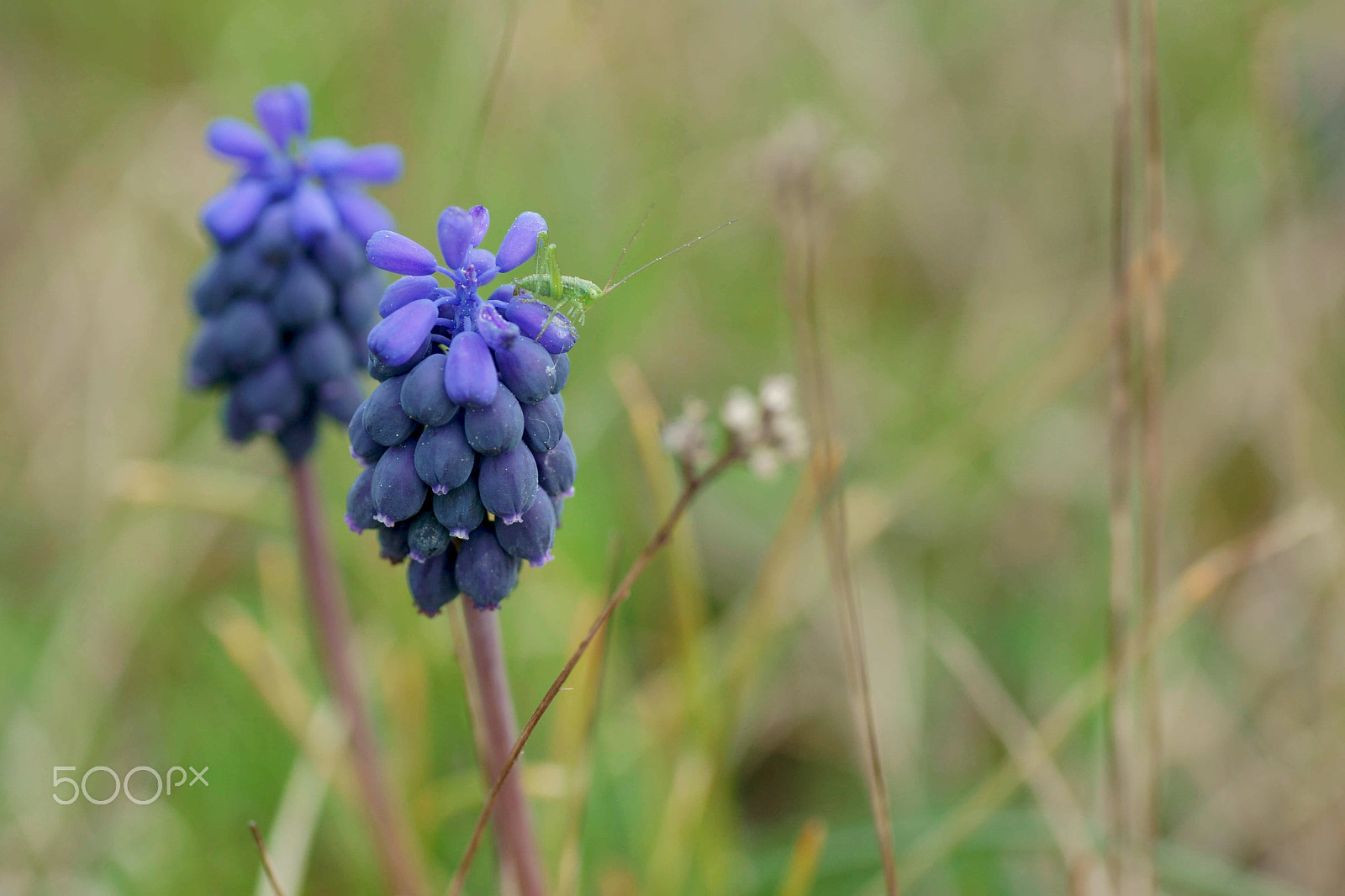 Sony a6000 + Tamron SP AF 90mm F2.8 Di Macro sample photo. Descubriendo el mundo photography