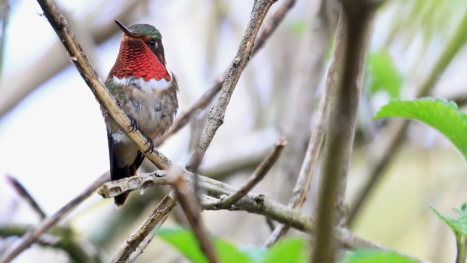 Canon EOS 60D sample photo. Magenta-throated woodstart / colibrí estrellita gorgimorada photography