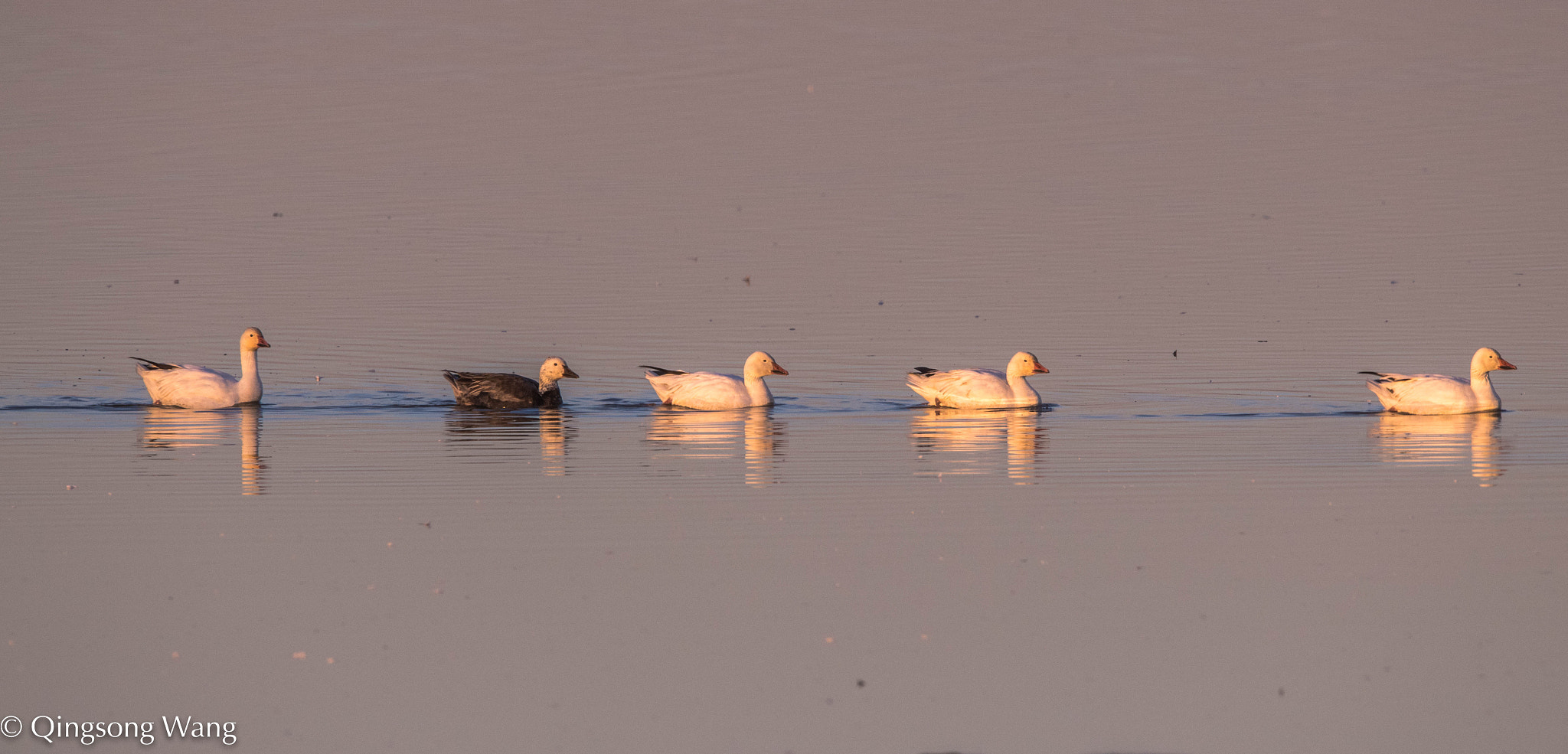 Nikon D5 + Nikon AF-S Nikkor 600mm F4E FL ED VR sample photo. Snow goose photography