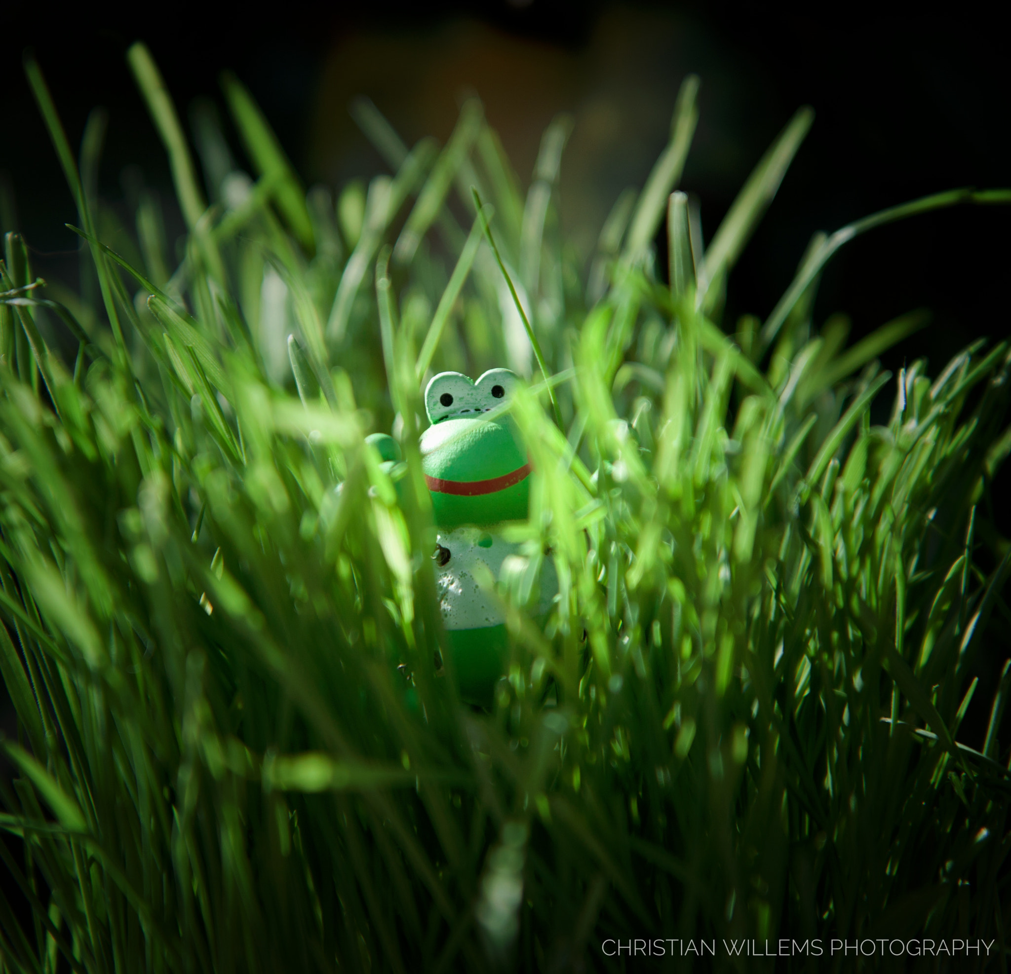 Canon EOS 50D + Canon EF-S 17-55mm F2.8 IS USM sample photo. Frog photography