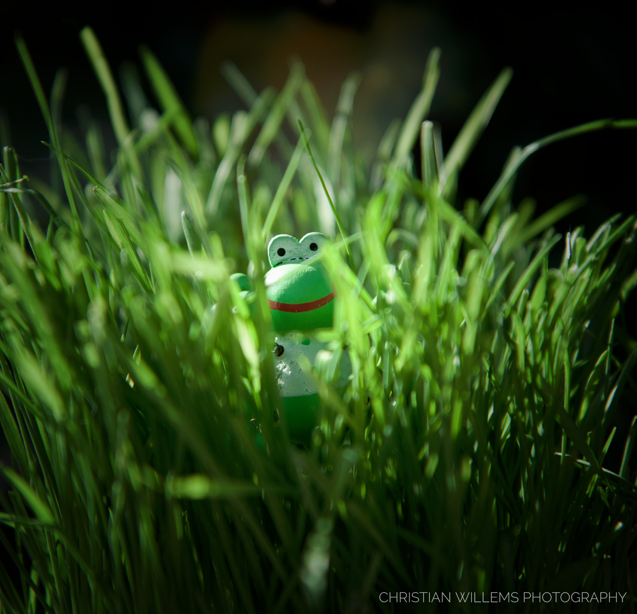 Canon EF-S 17-55mm F2.8 IS USM sample photo. Frog photography