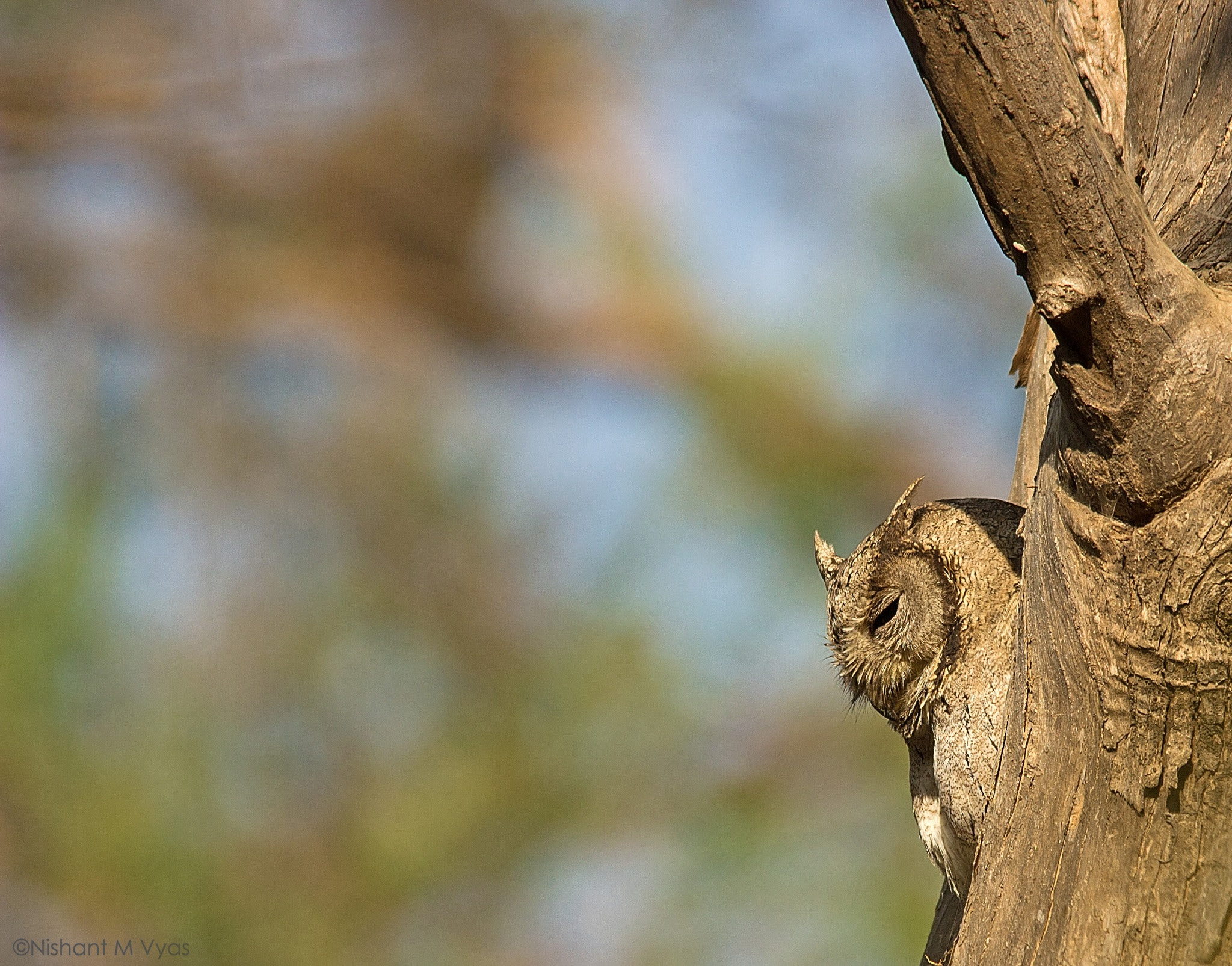 Sigma 150-500mm F5-6.3 DG OS HSM sample photo. Camouflage photography