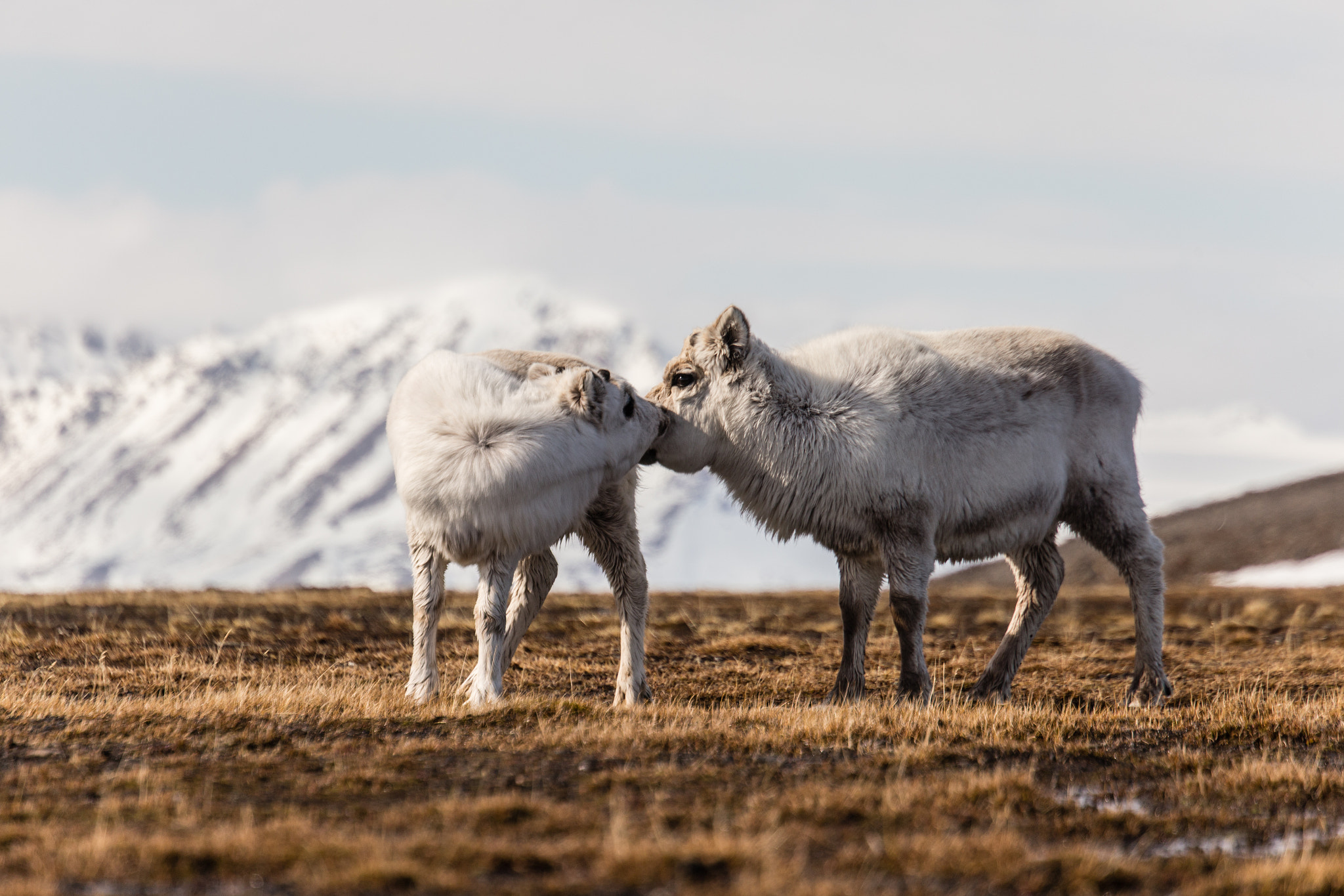 Canon EOS 6D + Canon EF 70-300mm F4.5-5.6 DO IS USM sample photo. Kissing reindeers in svalbard photography