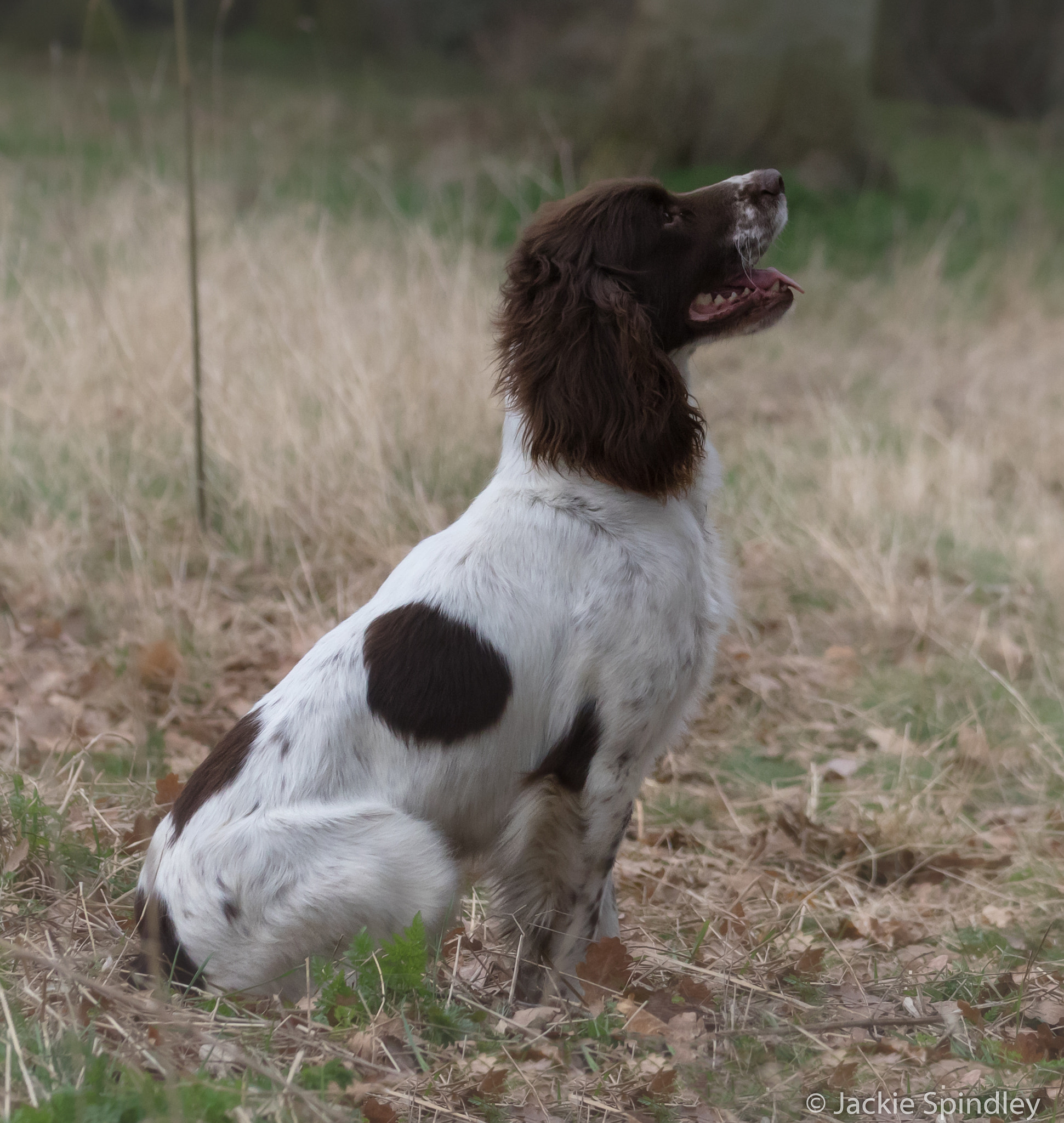 Canon EOS 7D Mark II + Tamron SP 35mm F1.8 Di VC USD sample photo. Springer spaniel photography