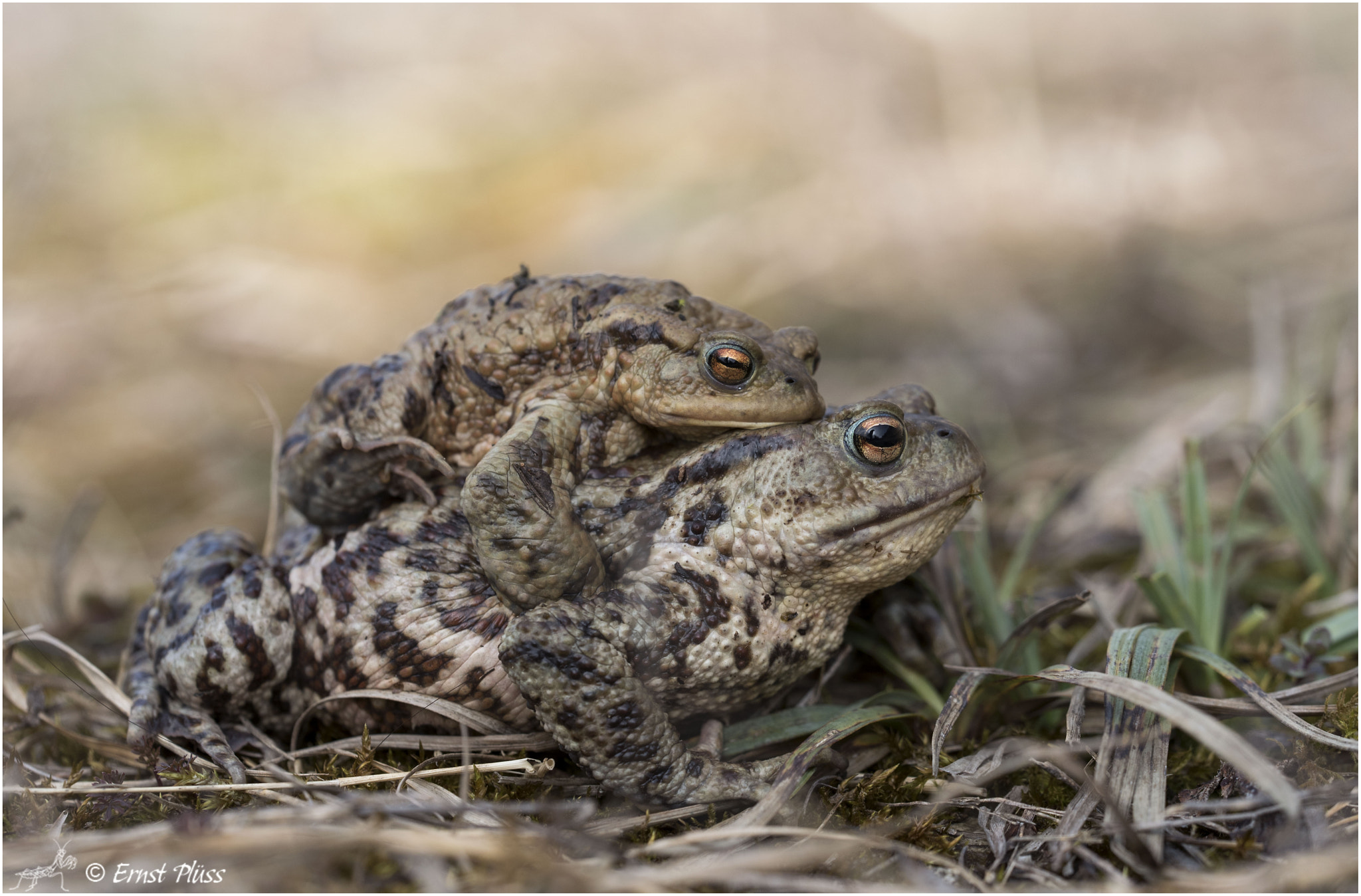 Nikon D810 + Sigma 150mm F2.8 EX DG OS Macro HSM sample photo. Bufo bufo photography