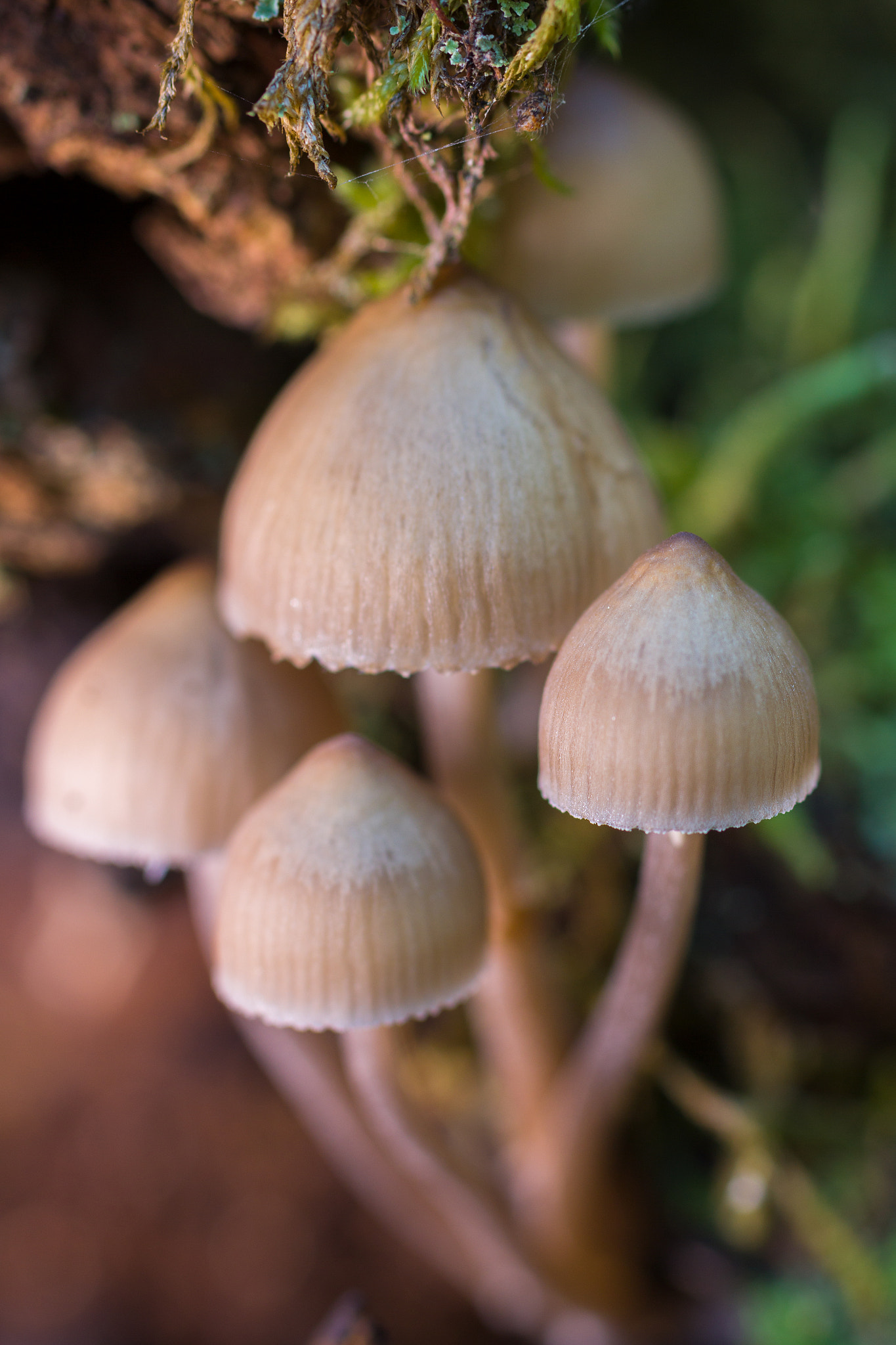 Canon EOS 60D + Sigma 50mm f/2.8 EX sample photo. Mycena sp  191116-0042 photography