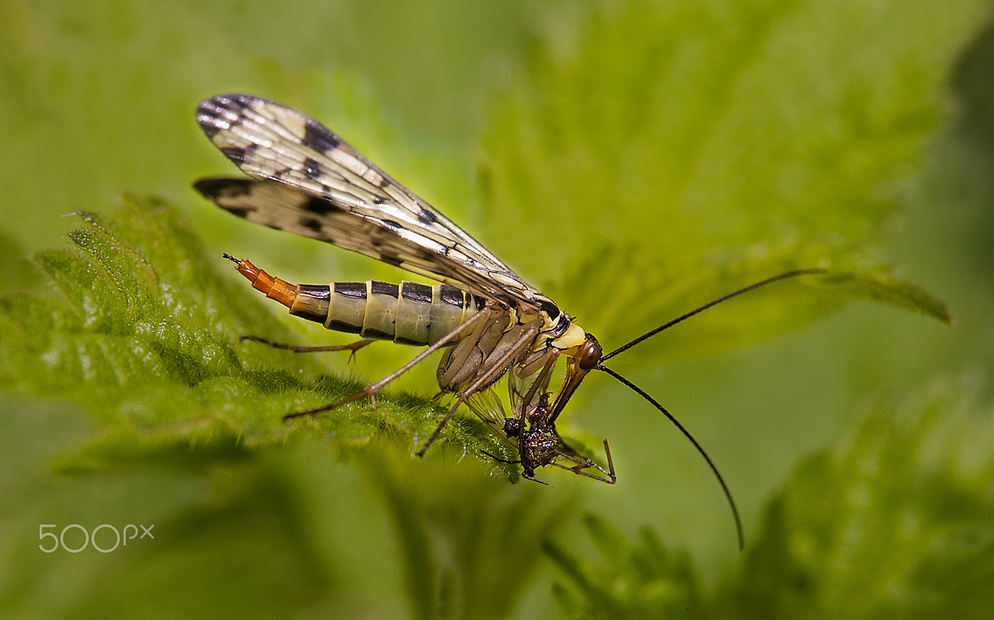 Canon EOS 5D + Tamron SP AF 180mm F3.5 Di LD (IF) Macro sample photo. Scorpion fly photography