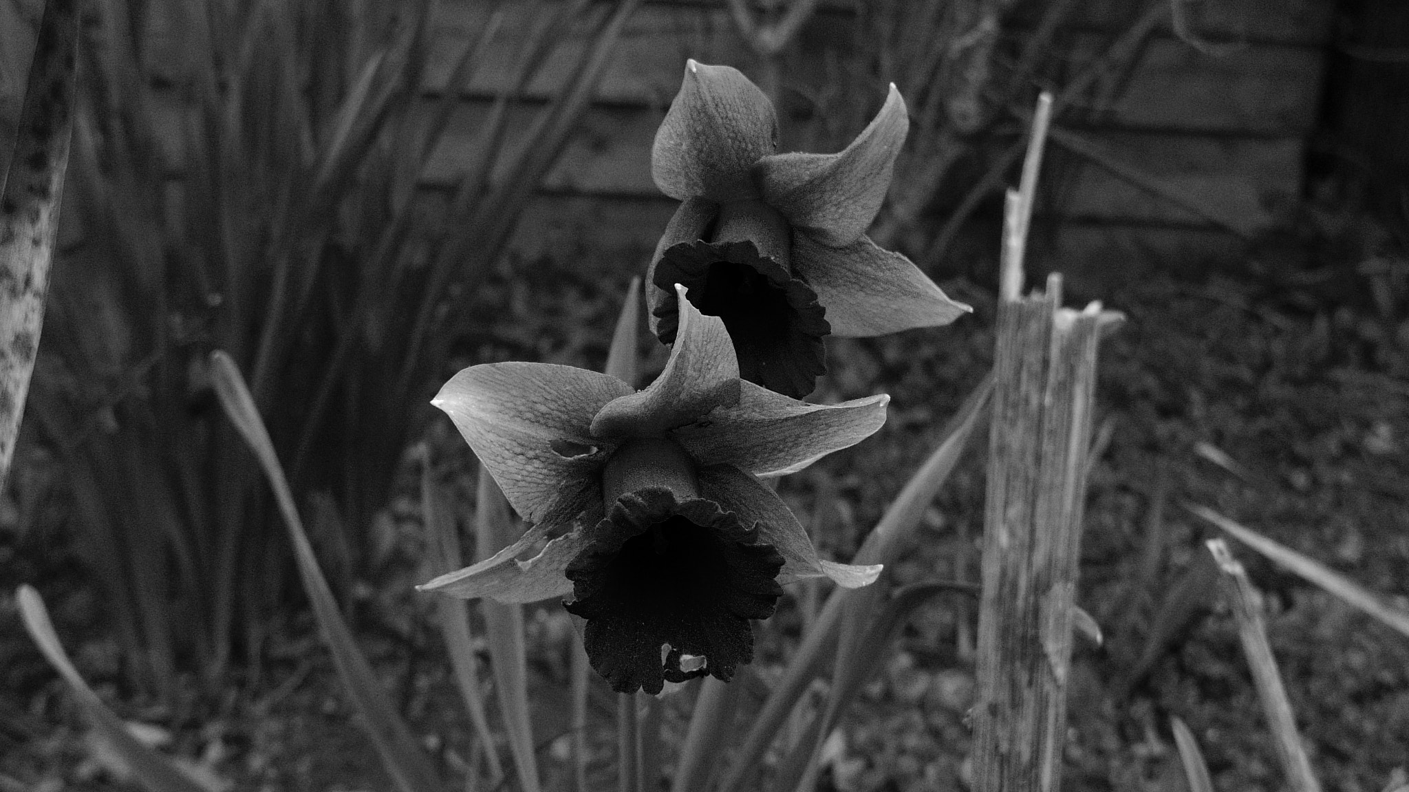 Pentax 01 Standard Prime sample photo. Dark flowers photography