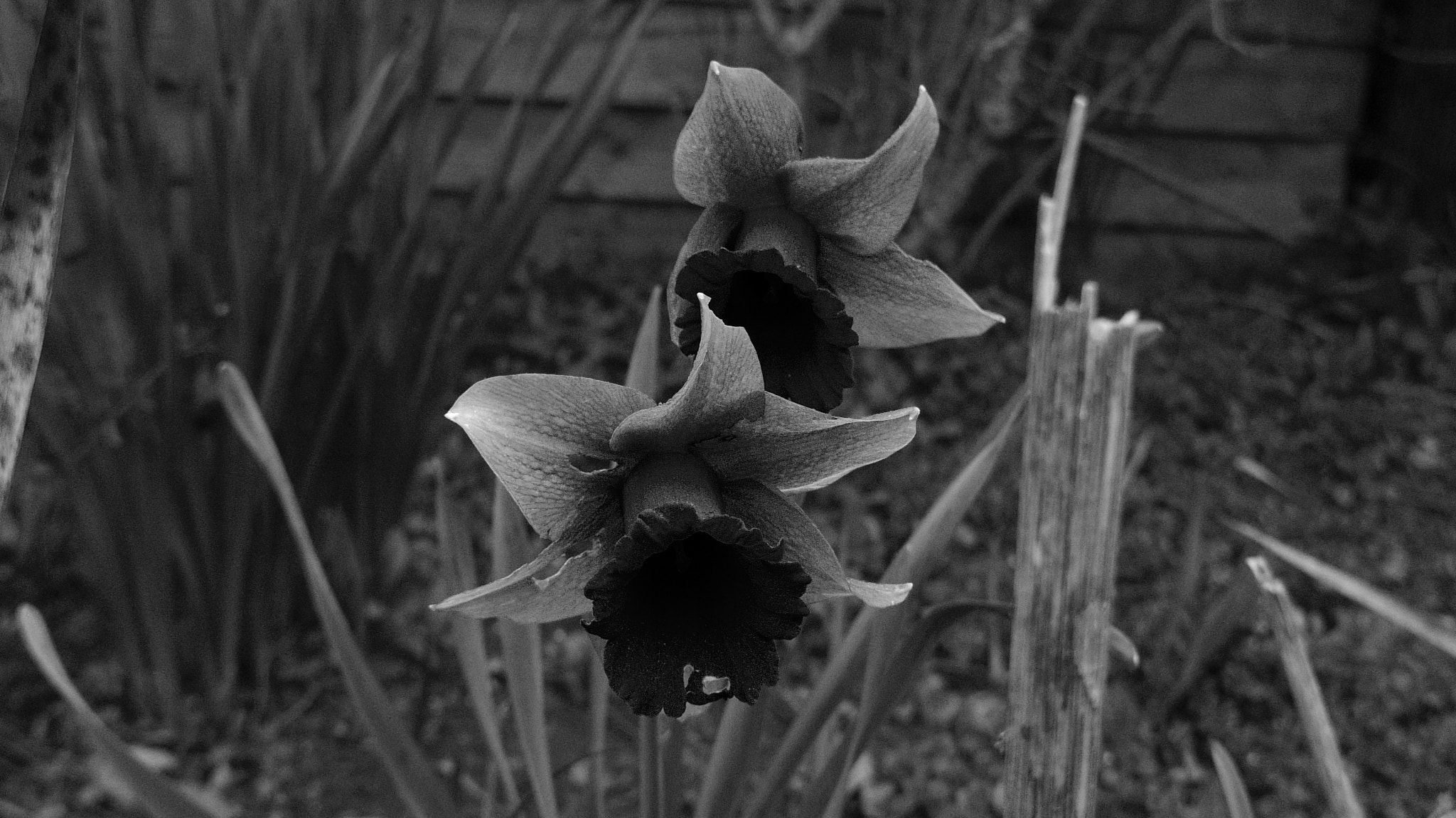 Pentax Q10 + Pentax 01 Standard Prime sample photo. Dark flowers photography