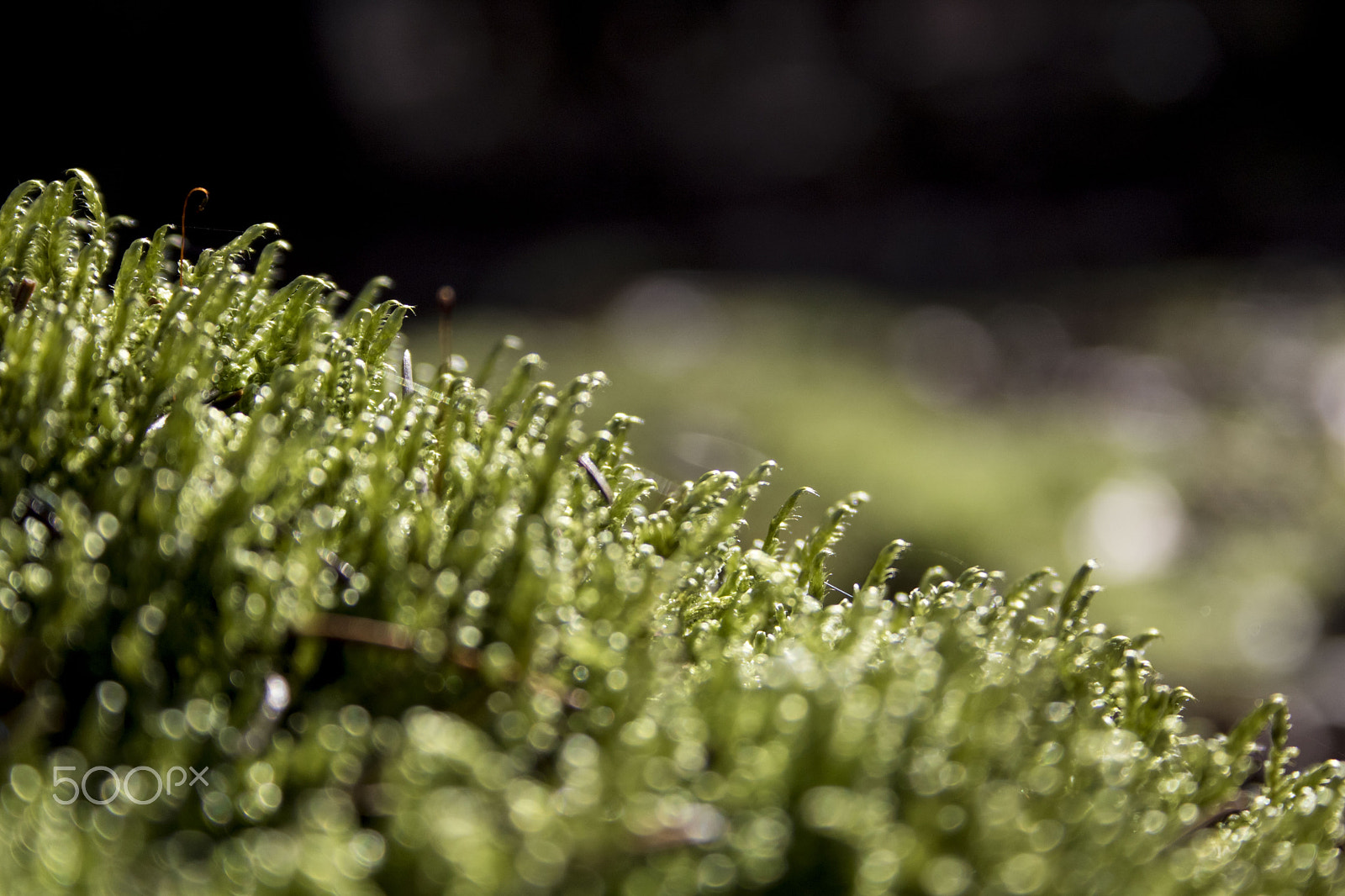 Canon EF-S 18-55mm F3.5-5.6 II sample photo. Moss photography