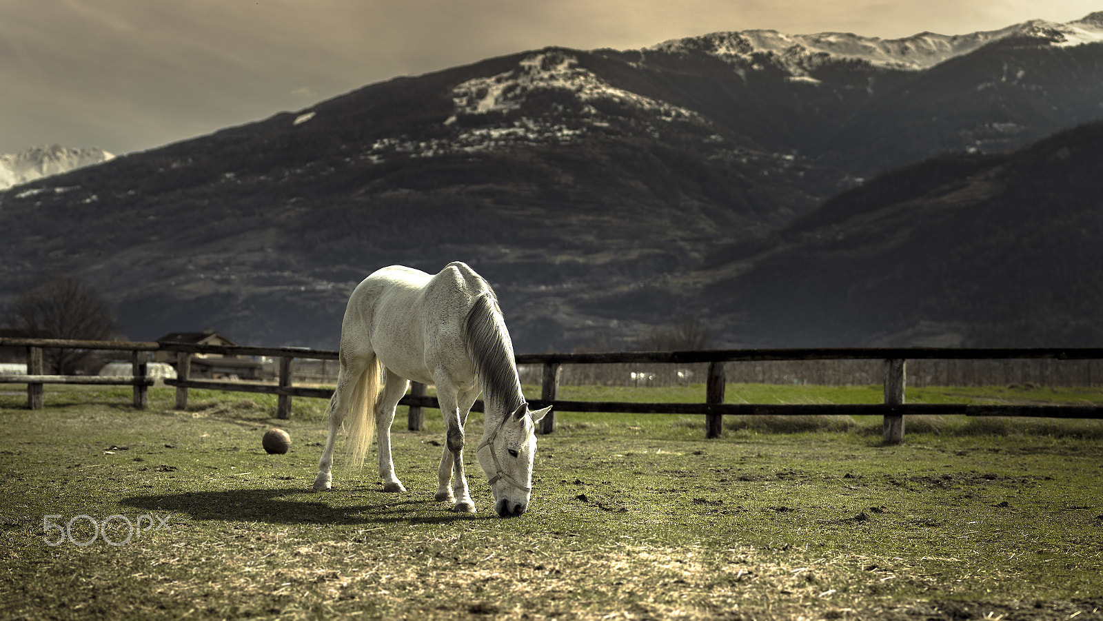 Sigma 70-200mm F2.8 EX DG OS HSM sample photo. White horse photography