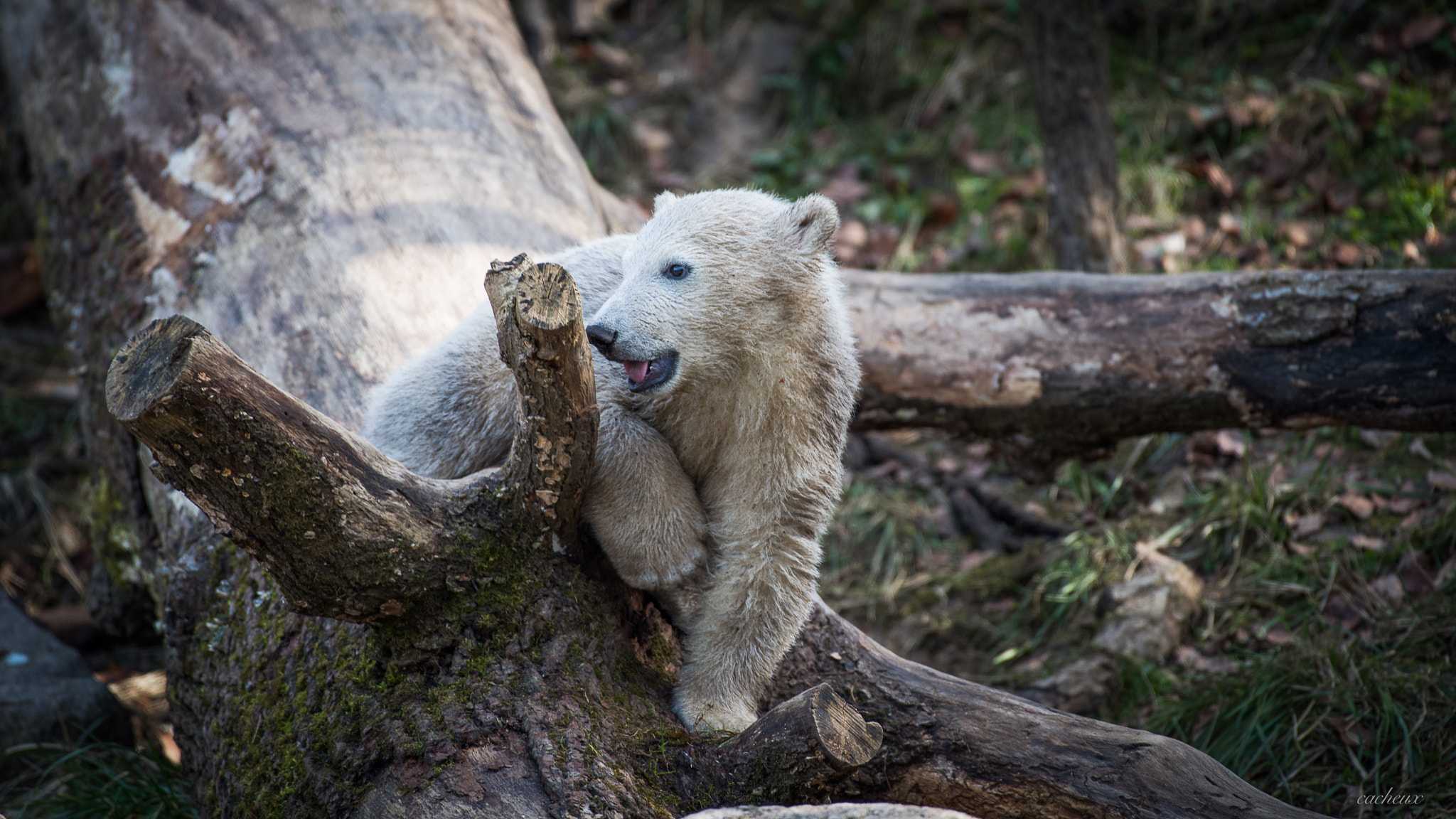 Nikon AF-S Nikkor 200-500mm F5.6E ED VR sample photo. Little nanuq photography