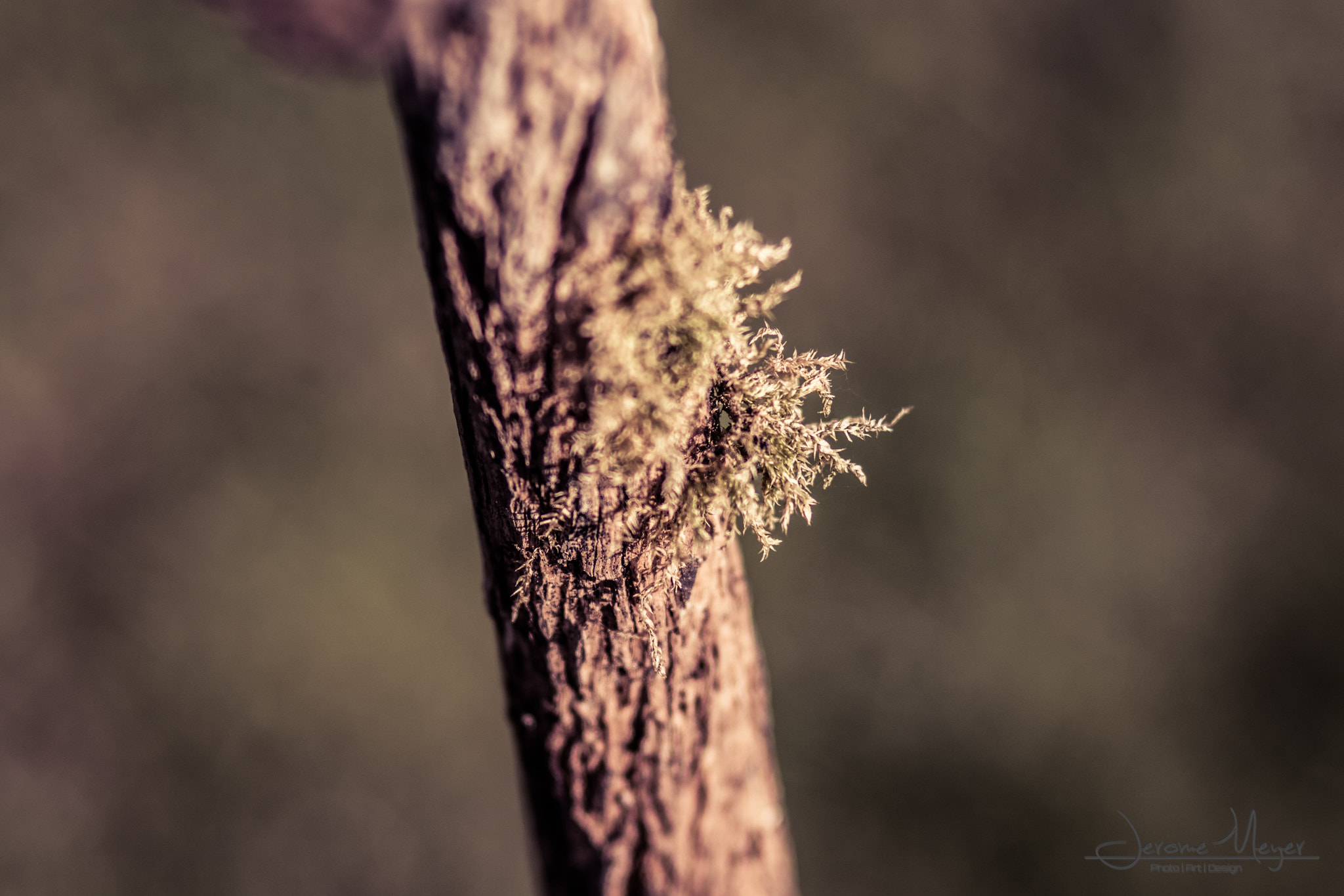 Canon EOS 80D + Canon EF 85mm F1.8 USM sample photo. Old 2 photography