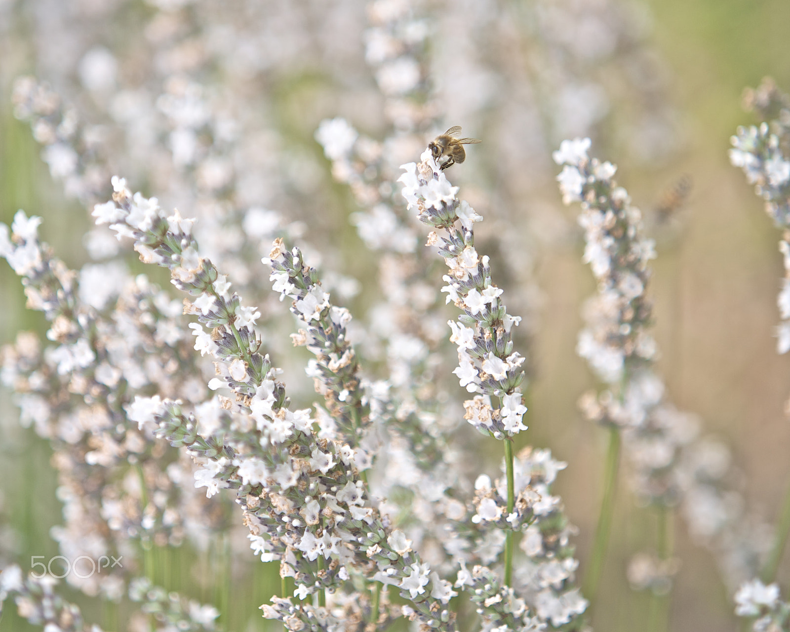Canon EF 70-200mm F2.8L IS USM sample photo. Lavender flowers photography