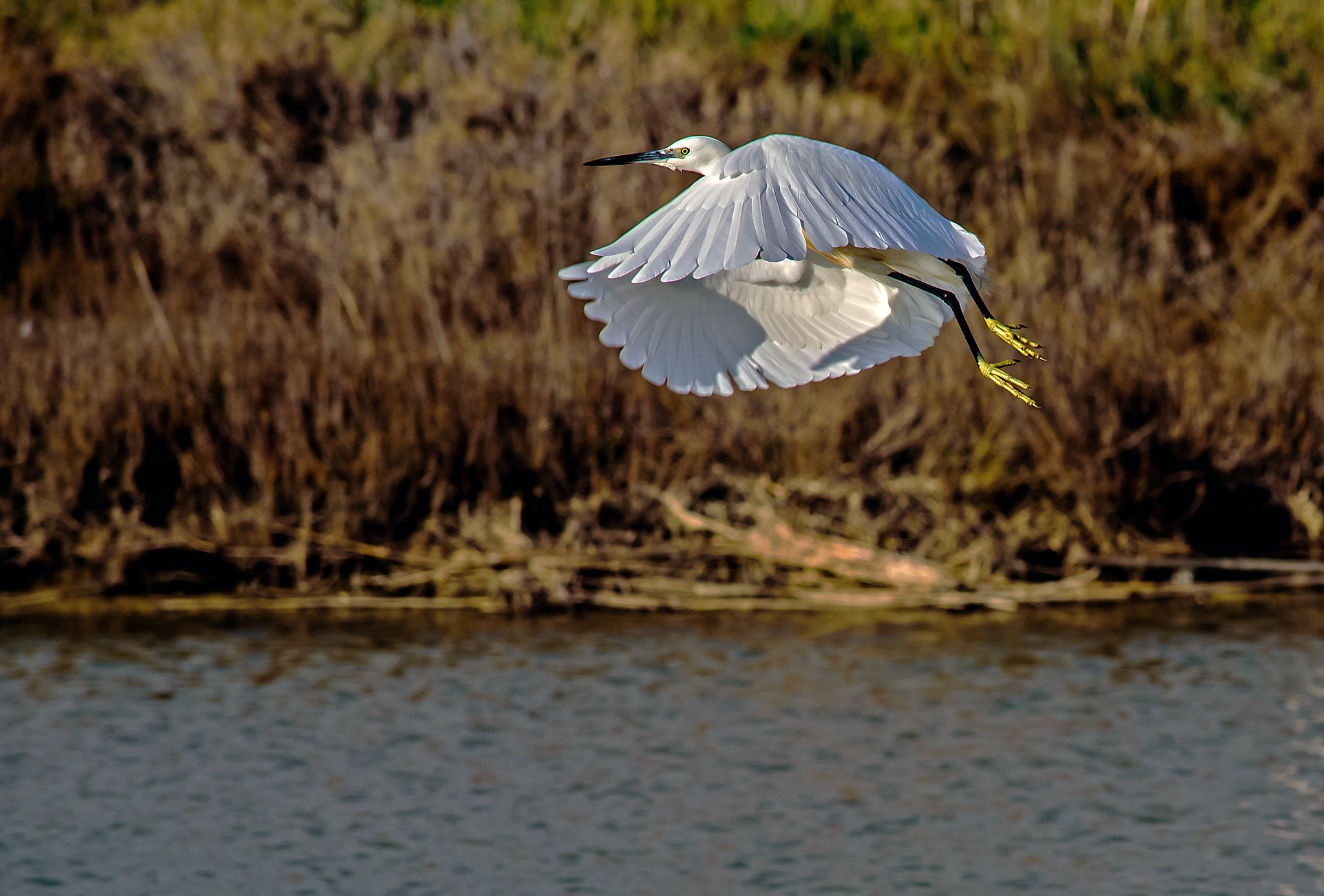 AF Nikkor 300mm f/4 IF-ED sample photo. Ciao, ciao !!!   (garzetta egretta) photography