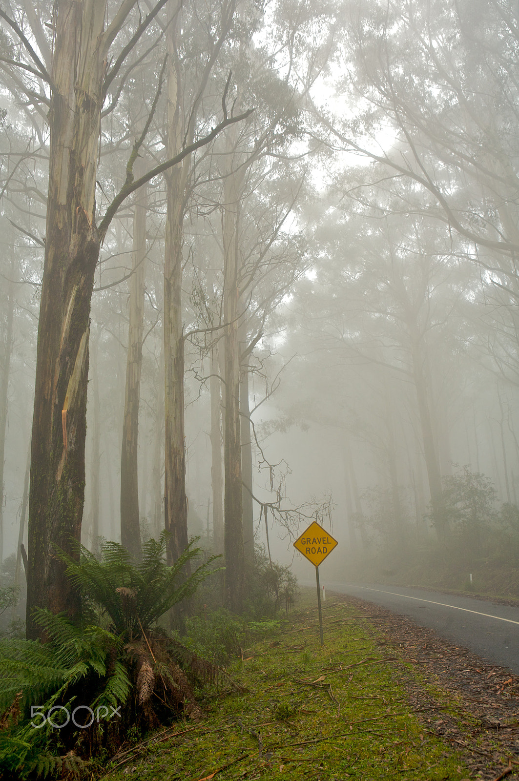 Canon EOS 5D sample photo. Misty drive thought the forrest photography