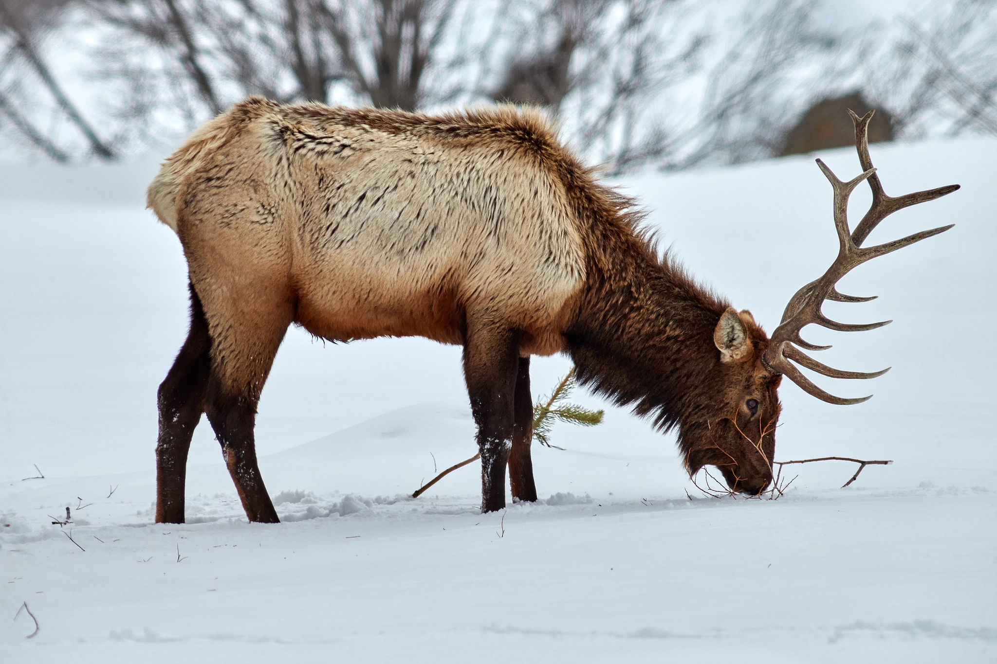 Canon EOS-1D X sample photo. Bull elk eating photography