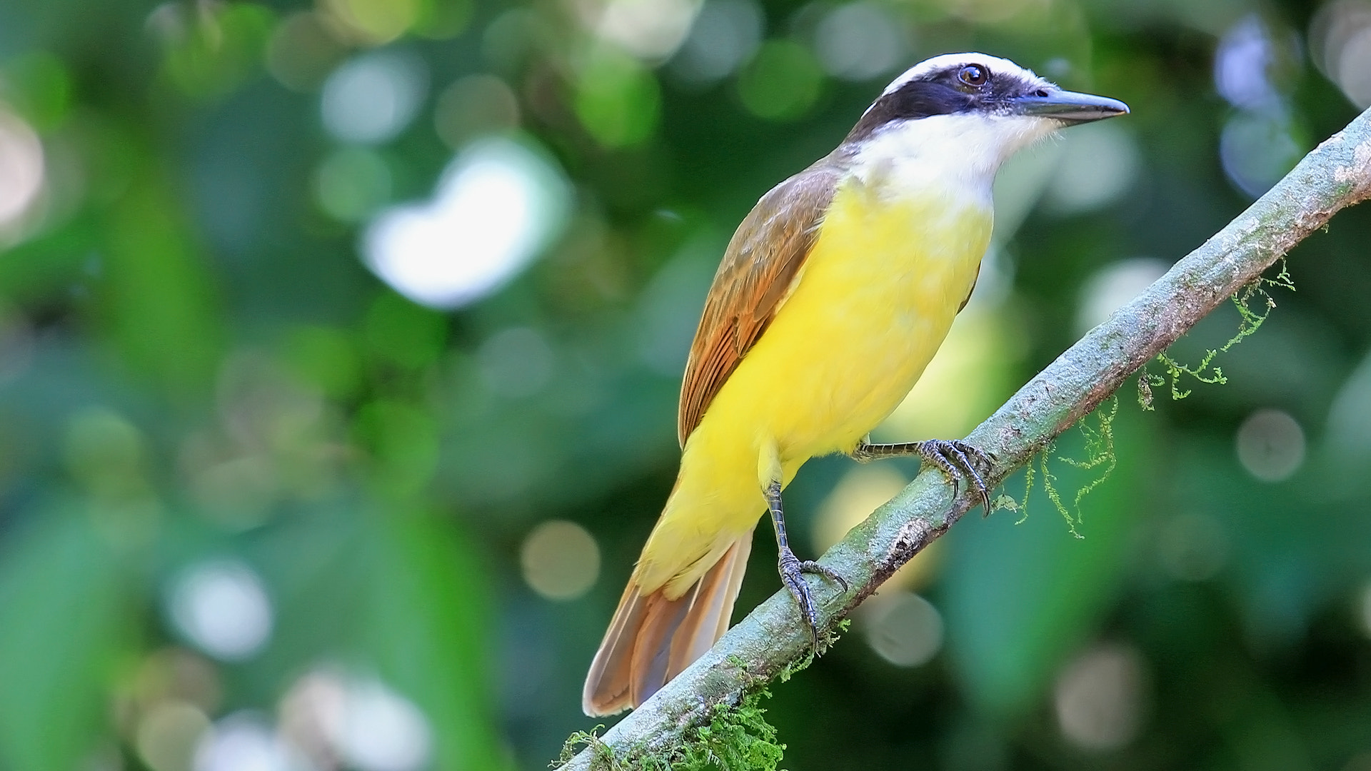 Canon EOS 60D sample photo. Sooty-capped bush tanager / tangara de monte cabeciblanca - pecho amarillo photography