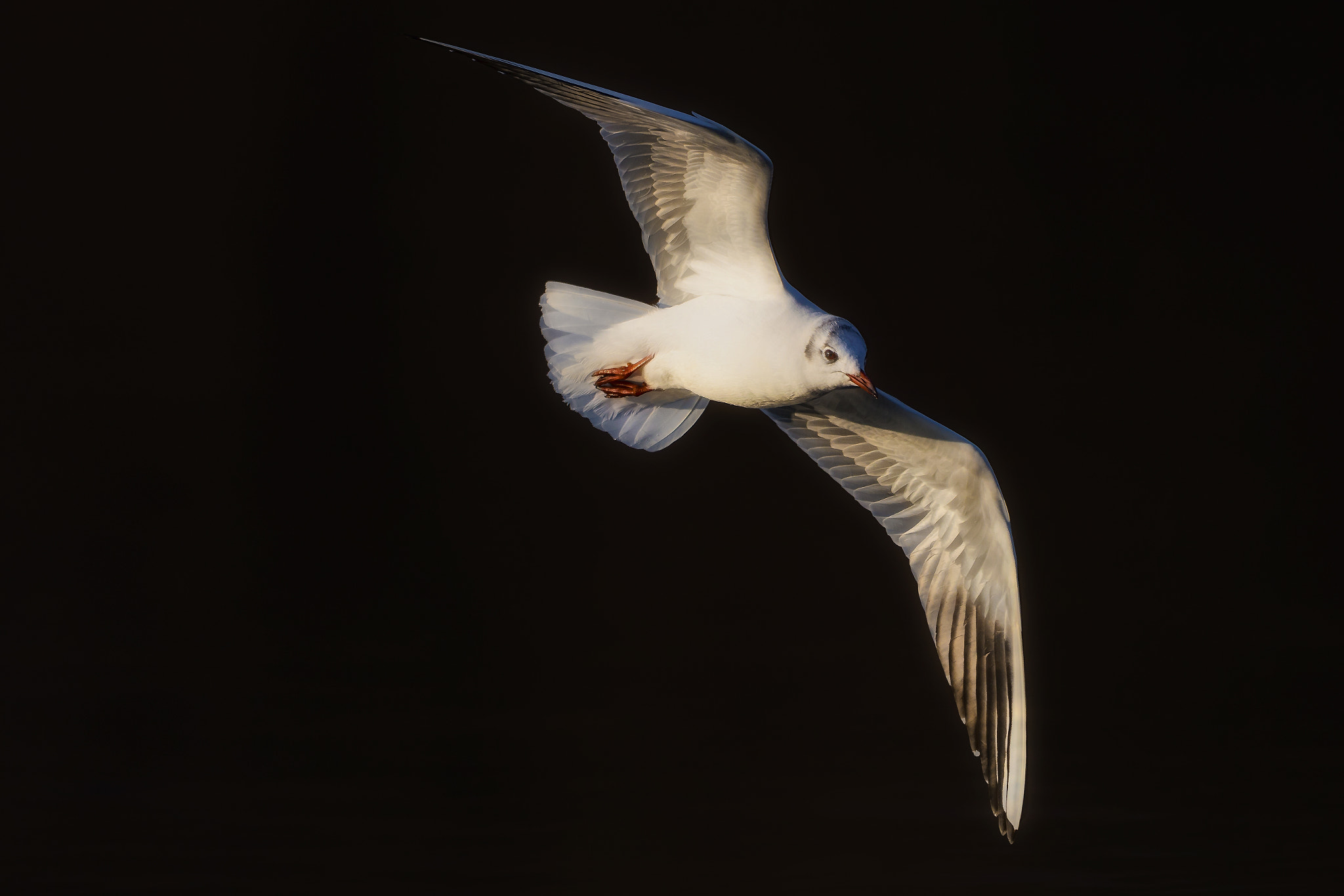 Canon EF 400mm F2.8L IS II USM sample photo. Night flight..... photography