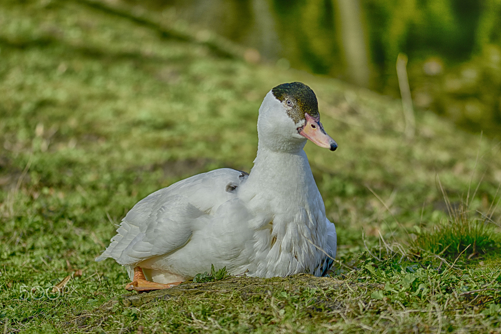 Sigma 105mm F2.8 EX DG OS HSM sample photo. Duck resting photography
