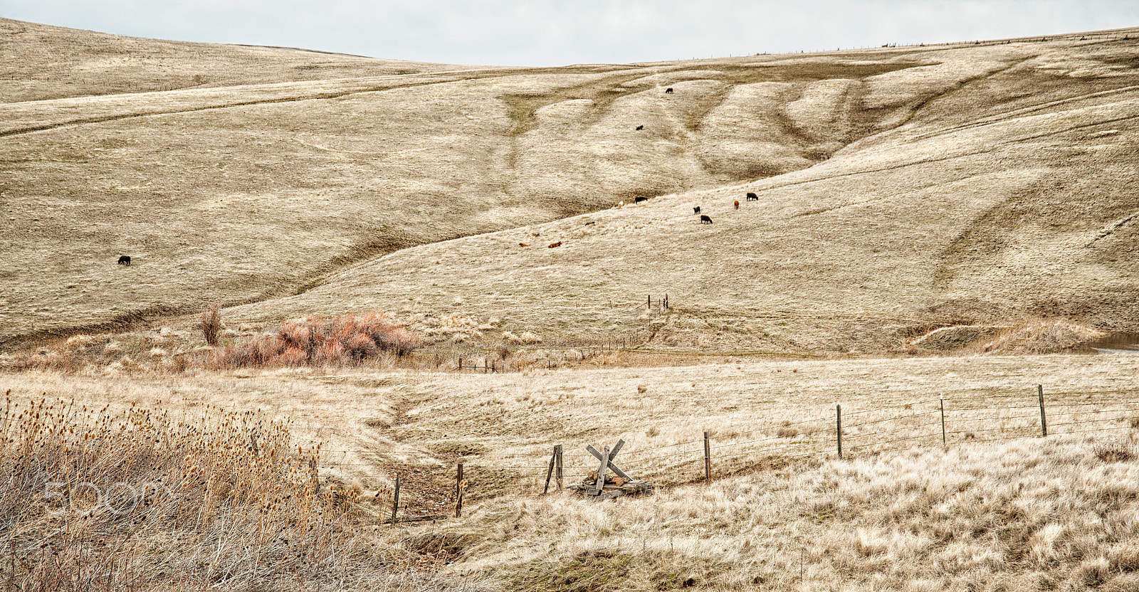 Nikon D700 sample photo. Cattle grazing in oregon photography