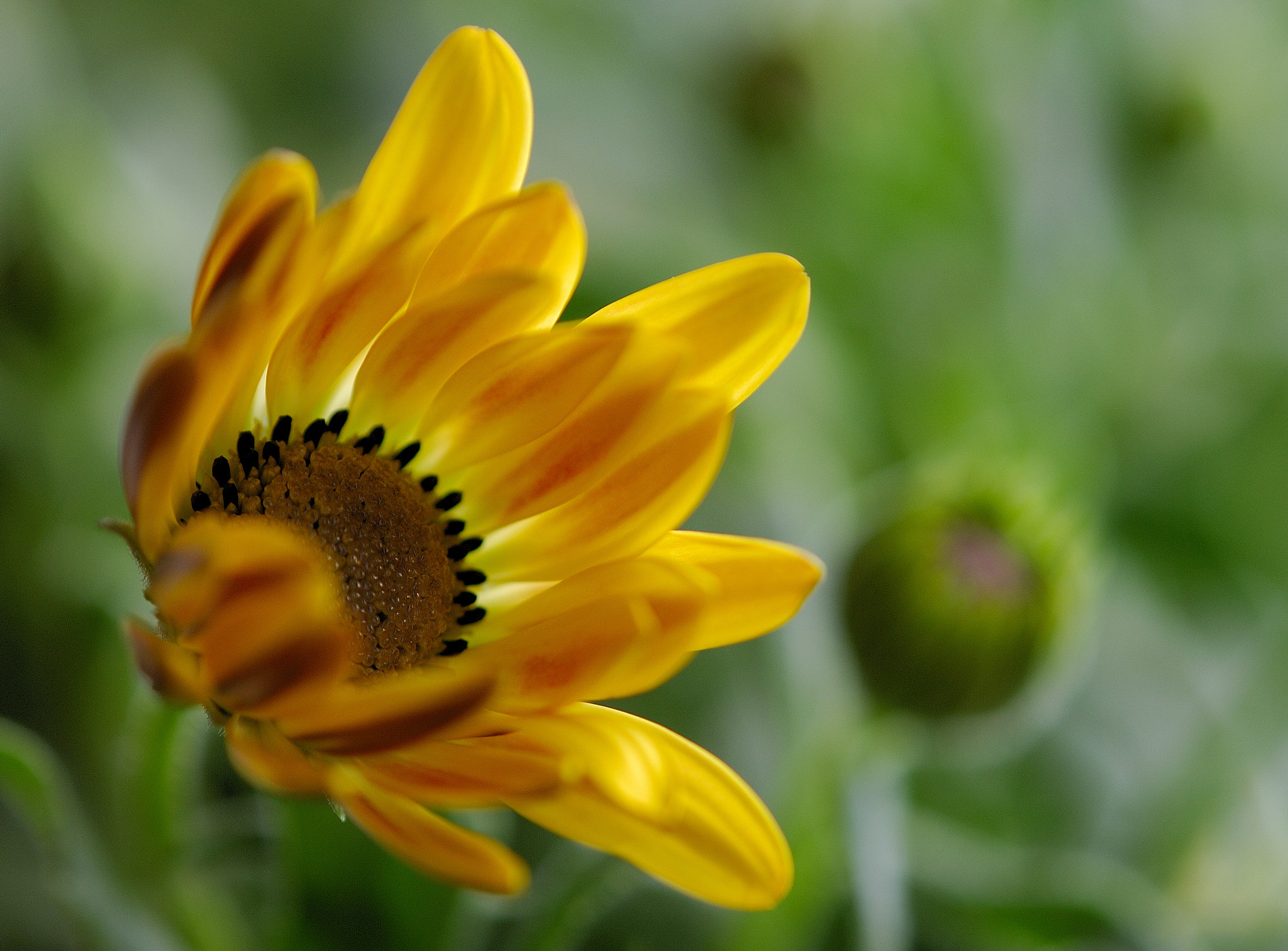 Tamron SP AF 180mm F3.5 Di LD (IF) Macro sample photo. Spring is coming photography