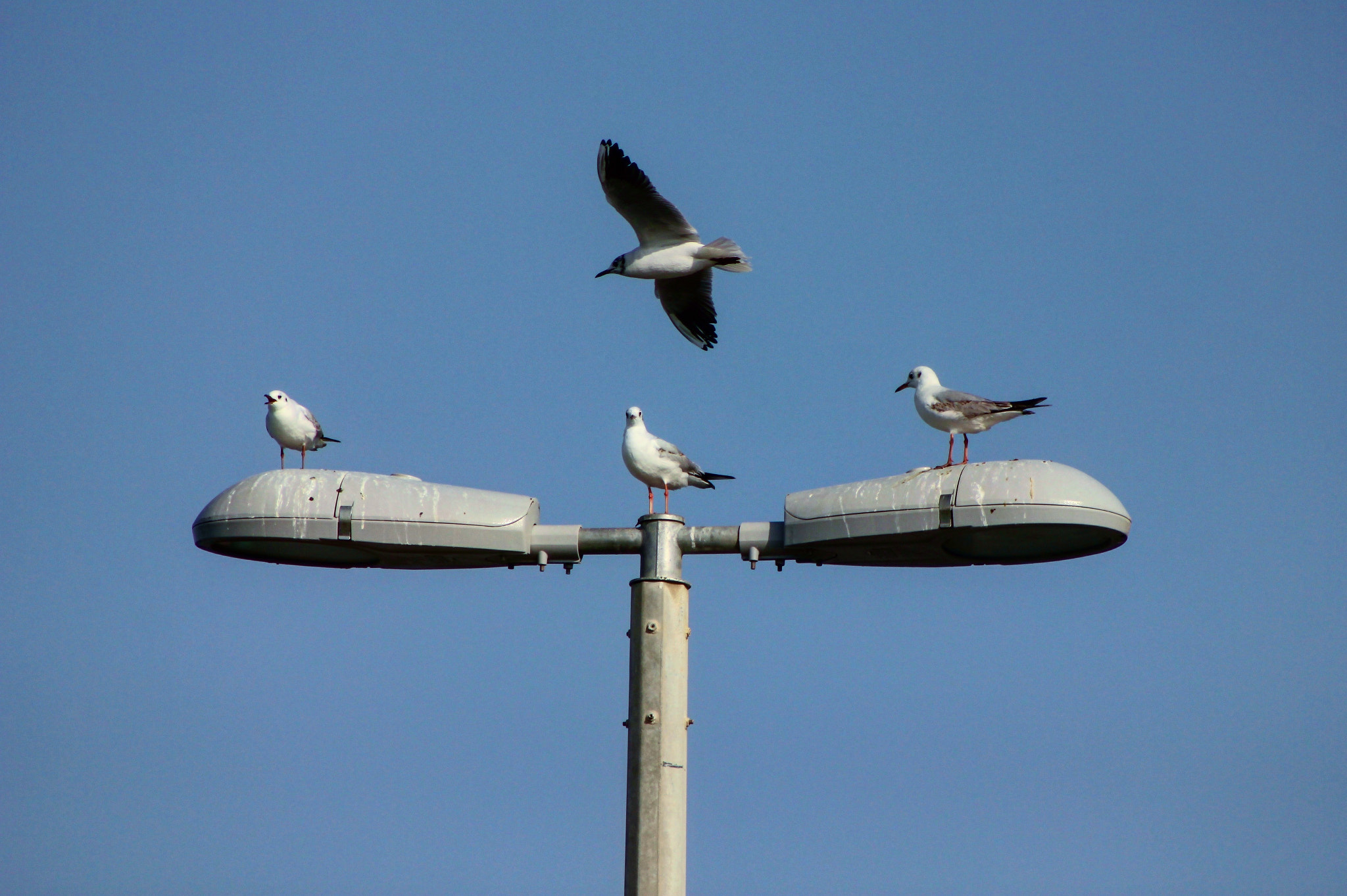 Canon EOS 550D (EOS Rebel T2i / EOS Kiss X4) + EF75-300mm f/4-5.6 sample photo. Fly like me photography