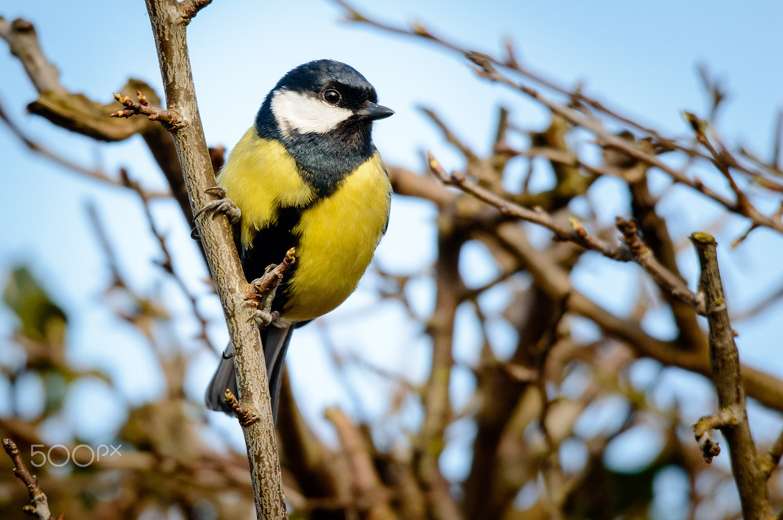 Nikon D3200 + Sigma 120-400mm F4.5-5.6 DG OS HSM sample photo. Great tit photography