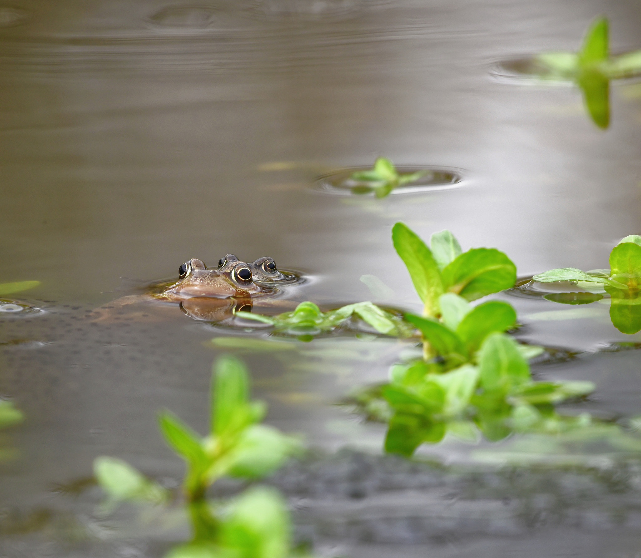 Nikon D750 + Sigma 500mm F4.5 EX DG HSM sample photo. Love is in the air! photography