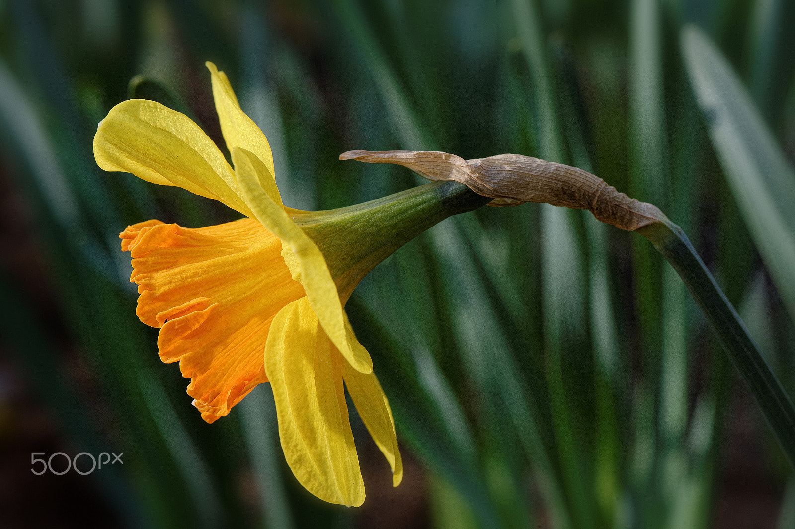 Nikon AF-S Micro-Nikkor 105mm F2.8G IF-ED VR sample photo. La danseuse photography